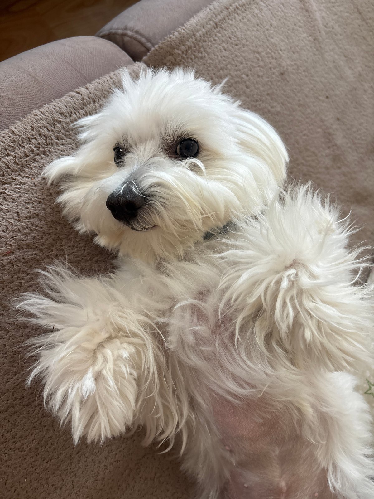 Small dogs rest on furniture with toys in Burgas homes