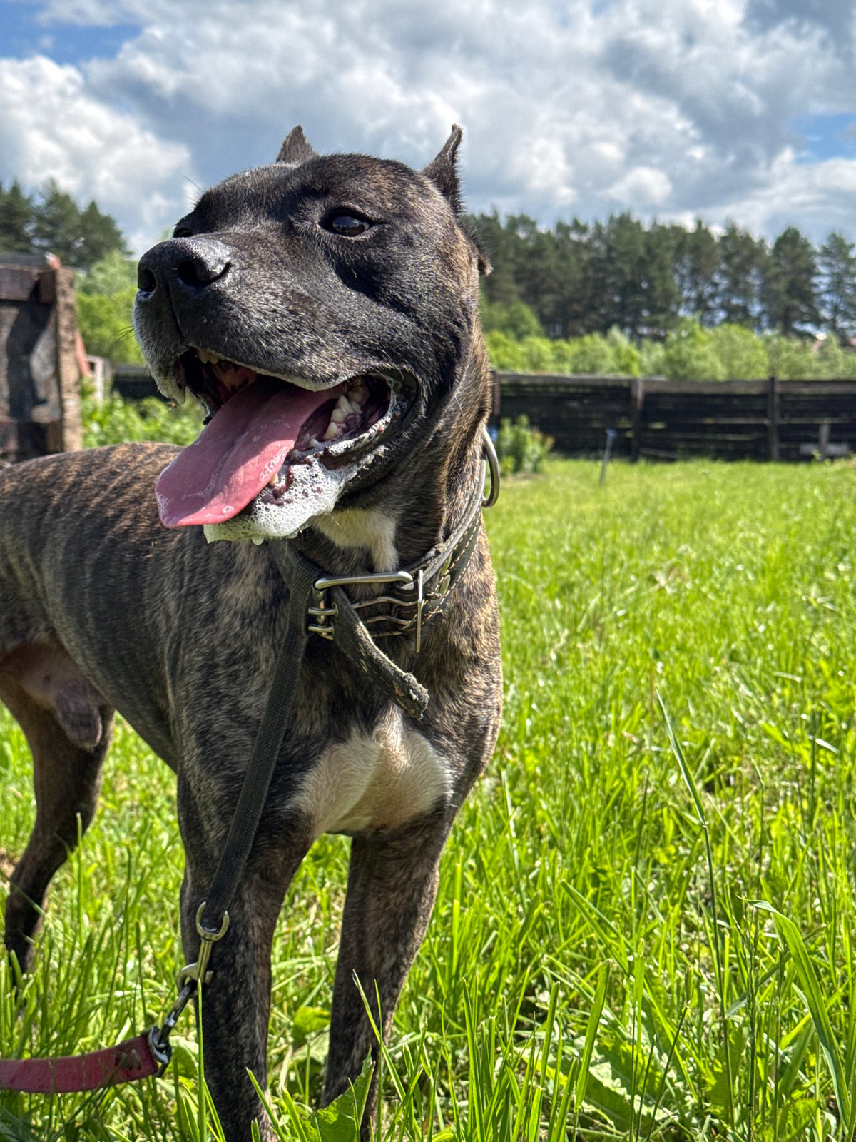 Dogs photographed under sunny skies in Rusalevka, Russia