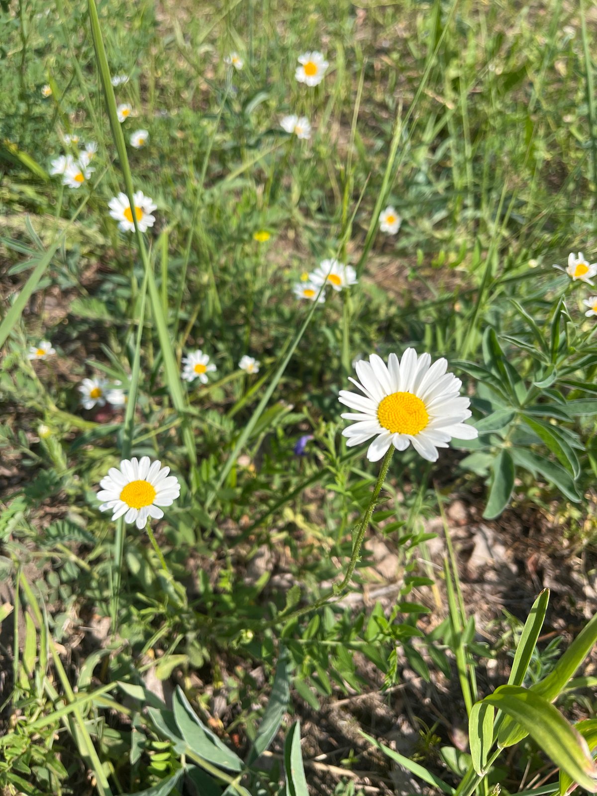White daisies in green grass on a sunny day near Krasnoturansk