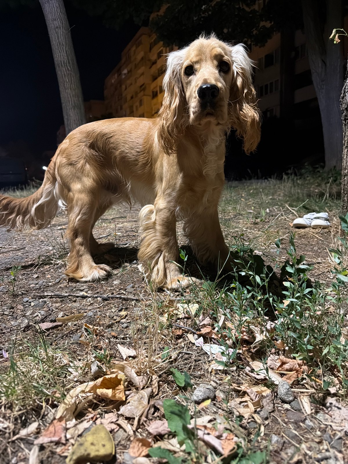 Cocker Spaniel on a dirt path at night, Sofia
