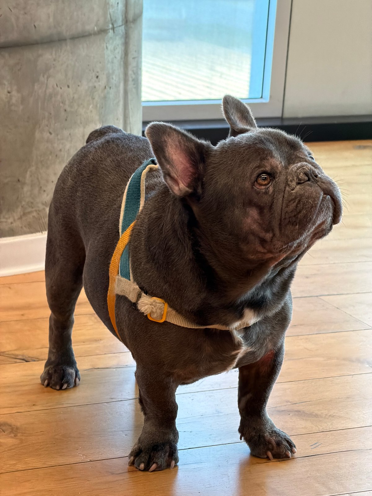 Blue French Bulldog spotted indoors in Tel Aviv