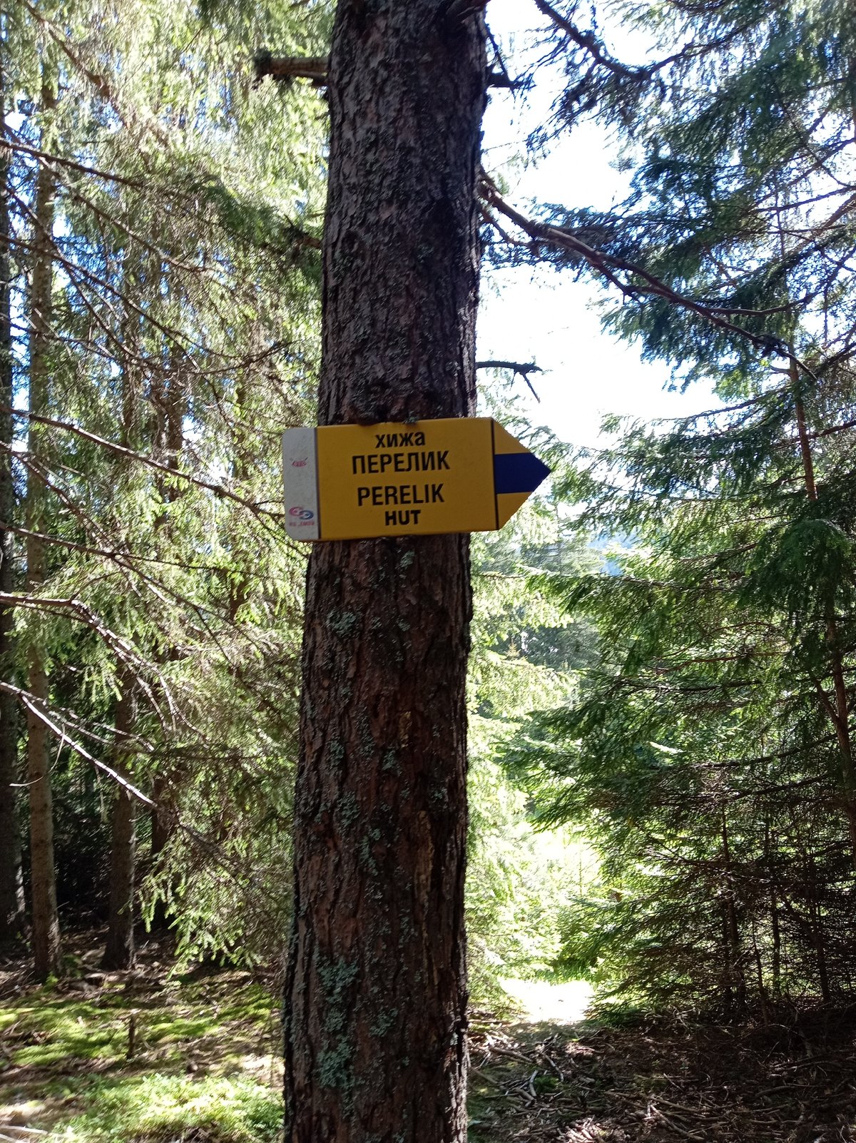 Forest exploration with wildlife and Cyrillic trail markers