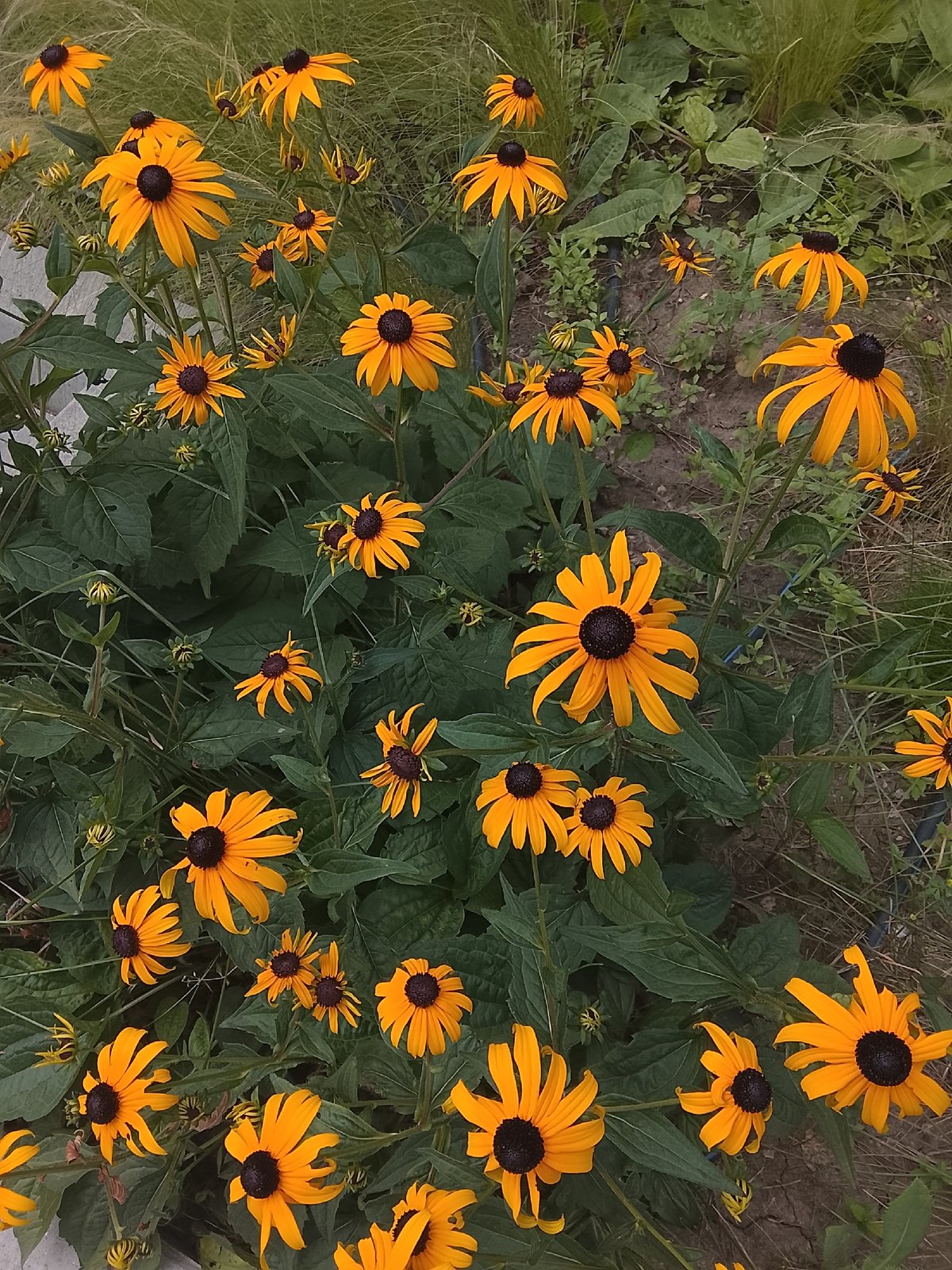 Summer morning around Chișinău — gardens, landmarks, and streets