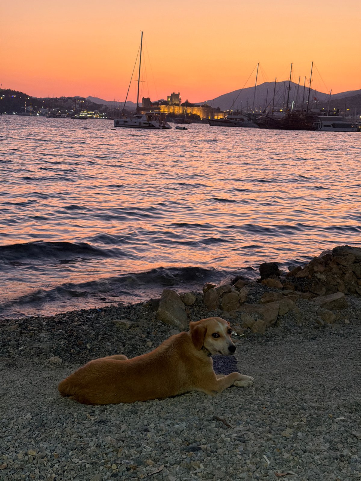 Bodrum at golden hour — harbor scenes, cats, and a rising moon