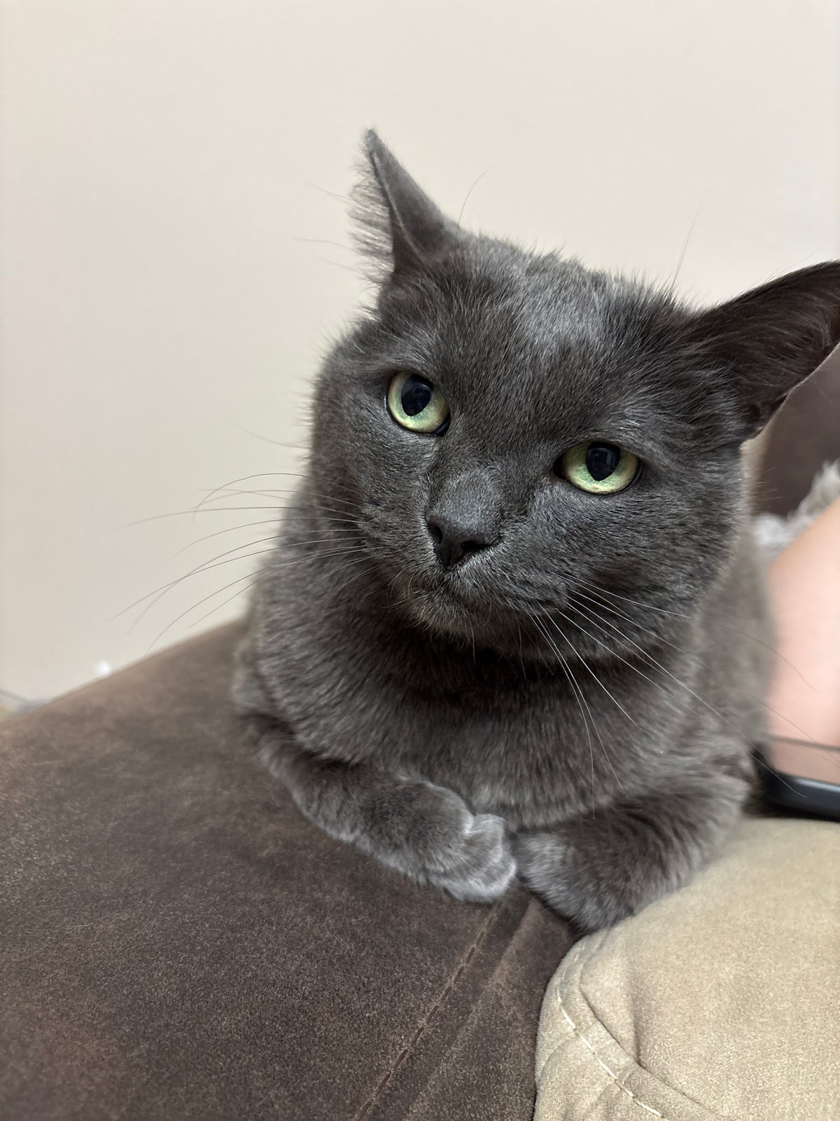 Gray cat rests on couch in Plovdiv home