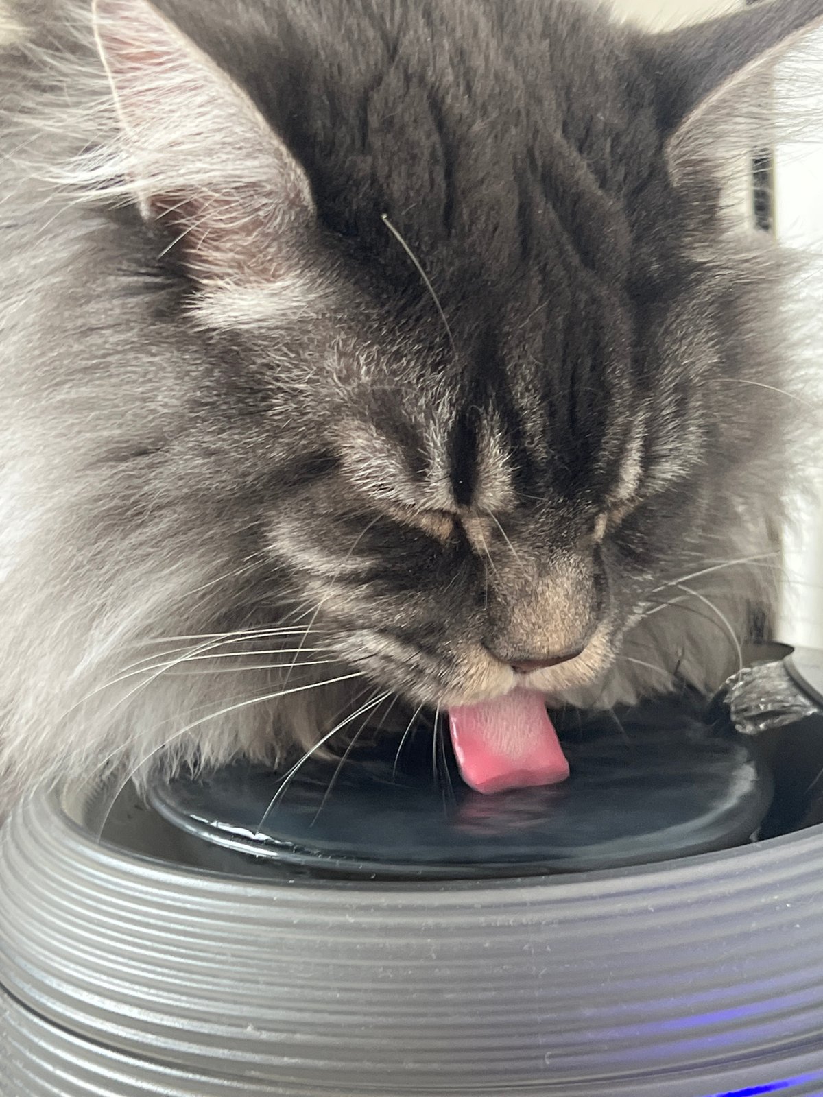 Morning at home in Ternopil: Maine Coon and mirror selfies