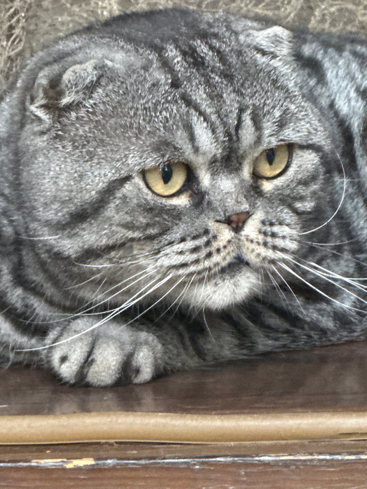 Cats at rest and play, plus a quick moment by yellow lilies