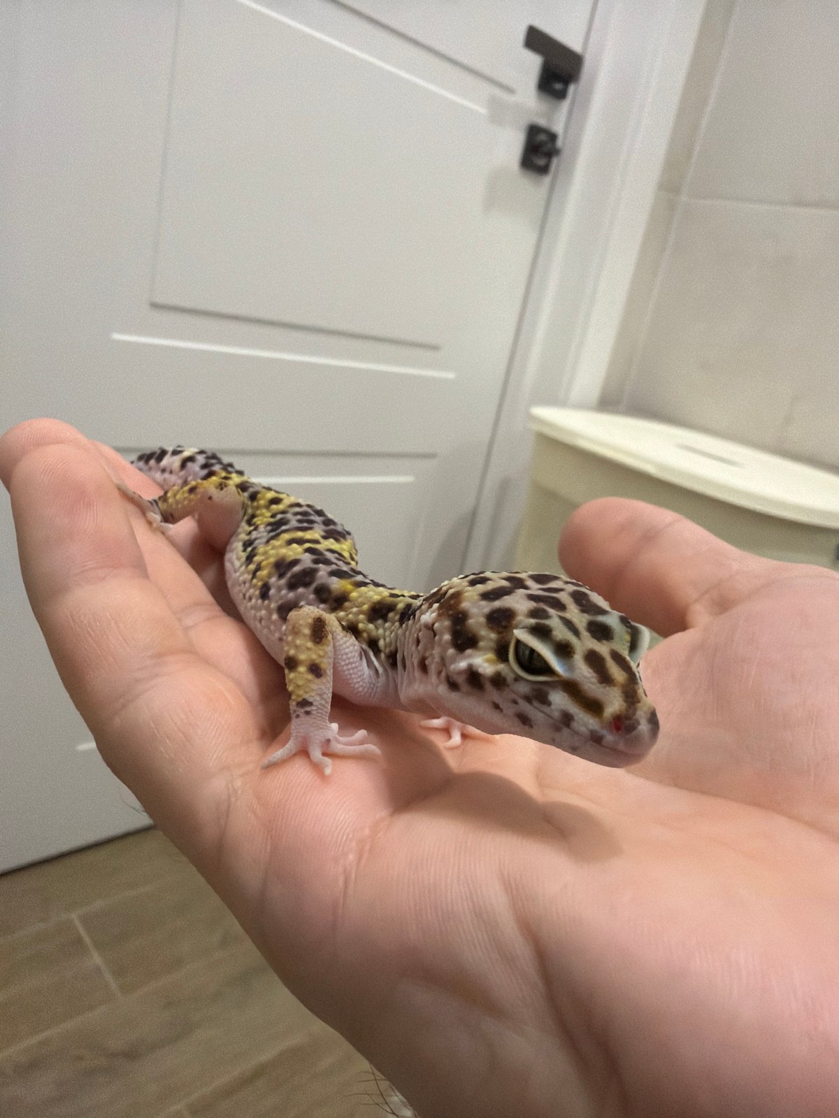 Leopard gecko handled in Izhevsk home terrarium setting