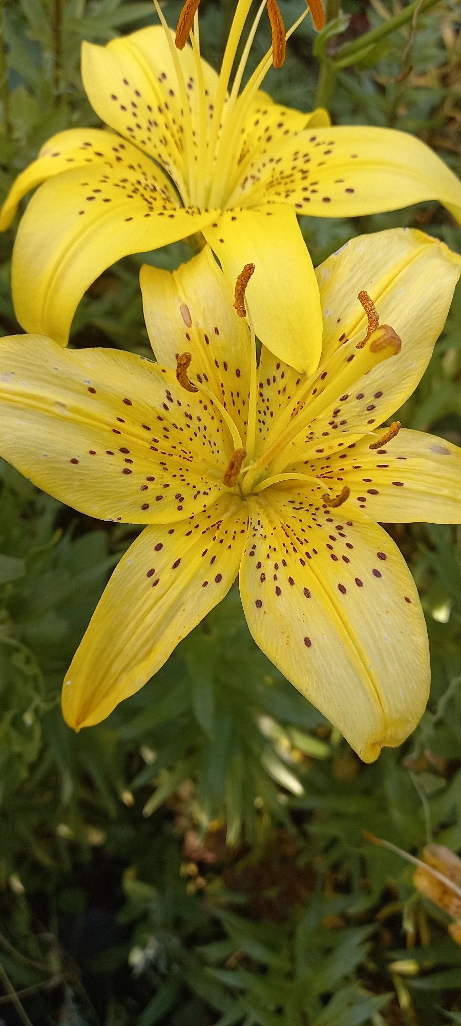 Yellow spotted lilies in bloom, rural Kazakhstan