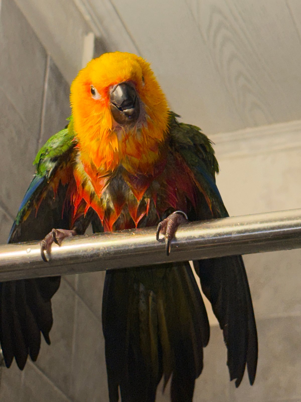 Pet birds mid-bath in a Khimki home