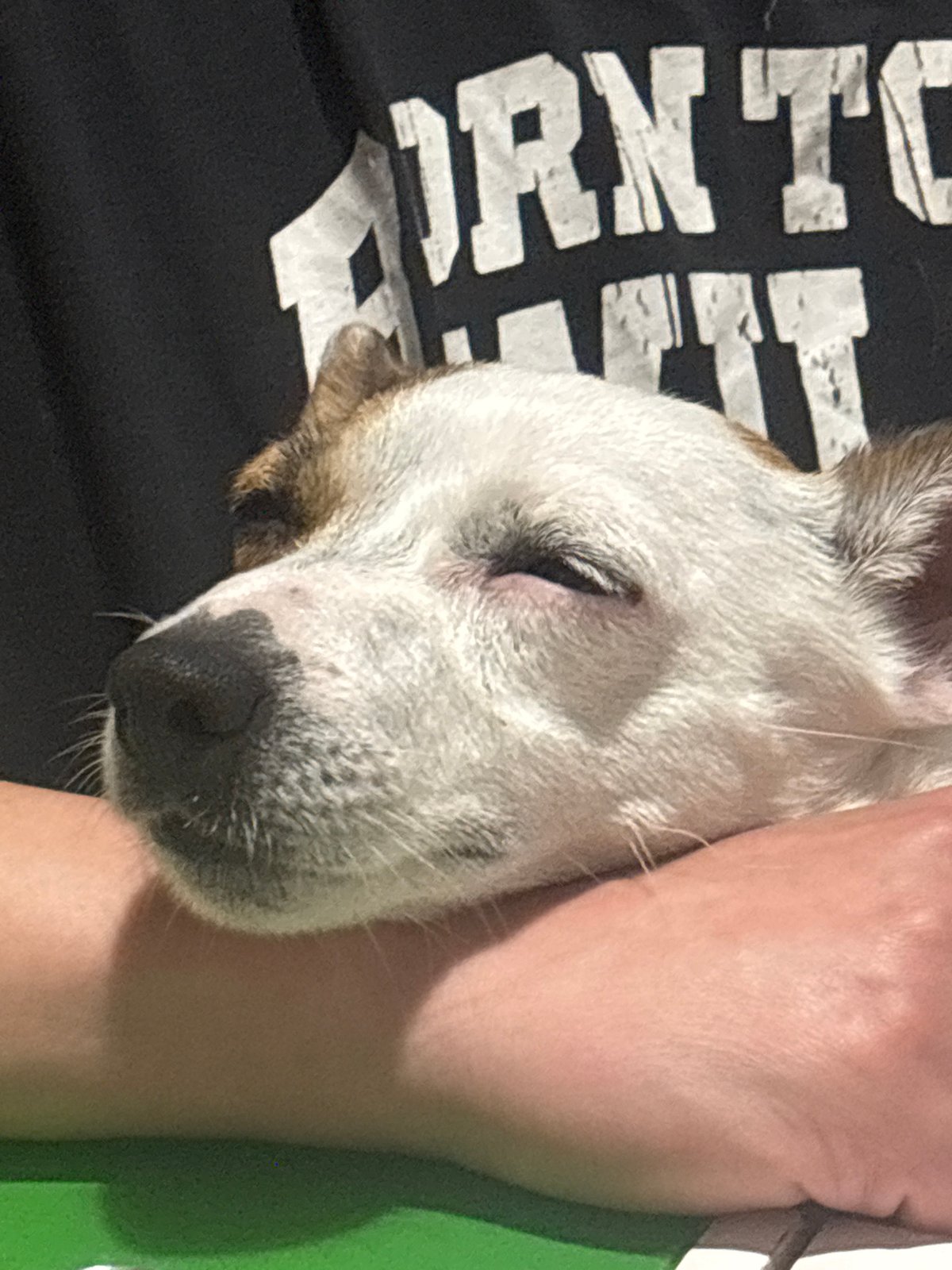 Dog sleeps peacefully on person's arm in Lysva