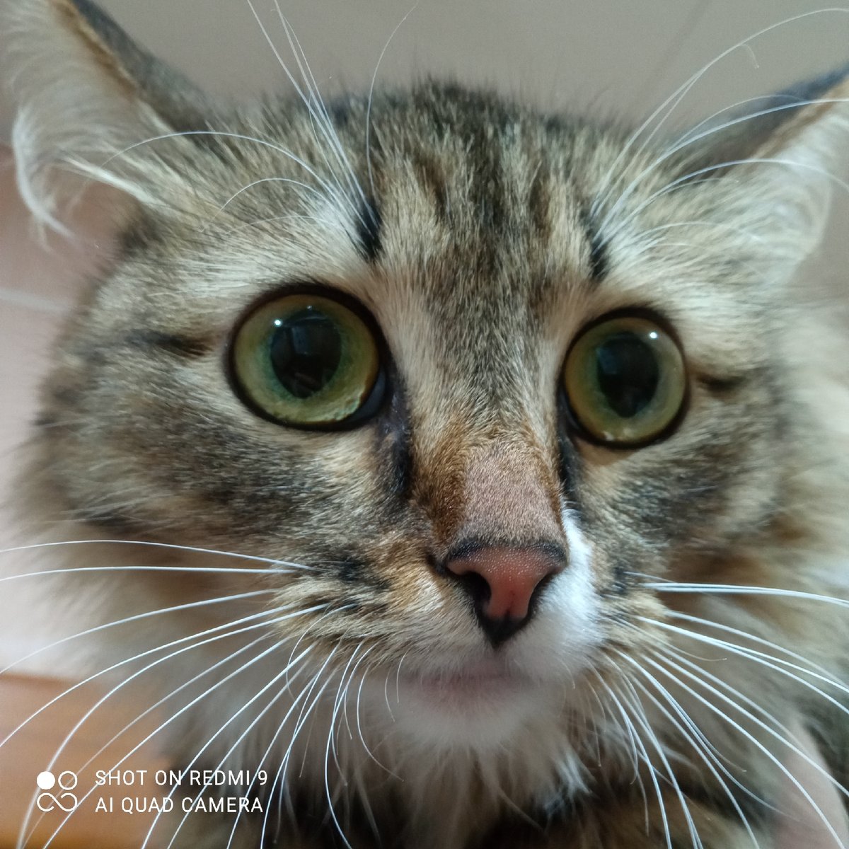 Pet portraits captured in Chaikovsky, Russia evening session