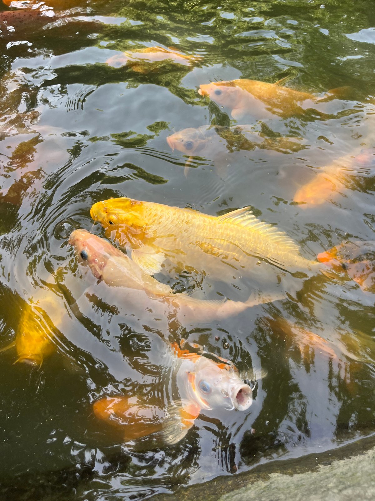 Tourist visits koi garden attraction in Nha Trang early morning