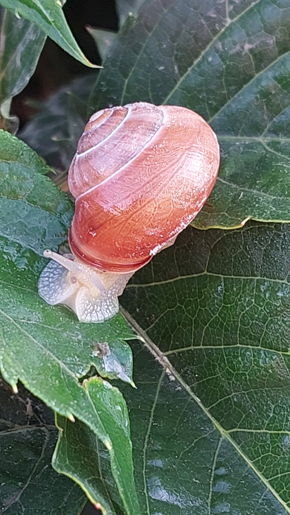 Close-up macro shots of snails across surfaces and hands