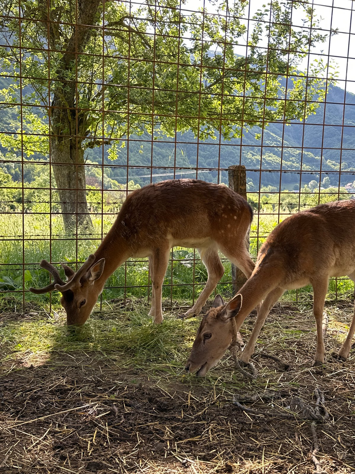 Early morning visit to deer enclosure in rural Montenegro