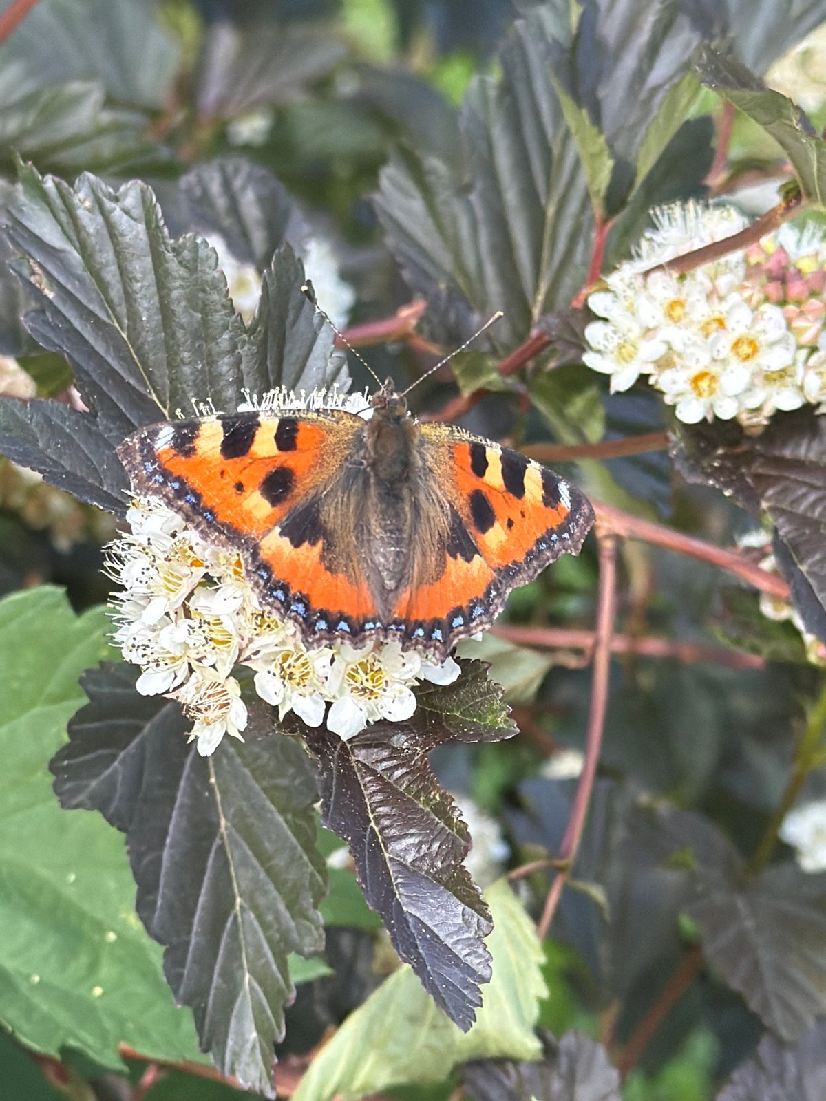 Garden photography session with blooming jasmine and butterfly