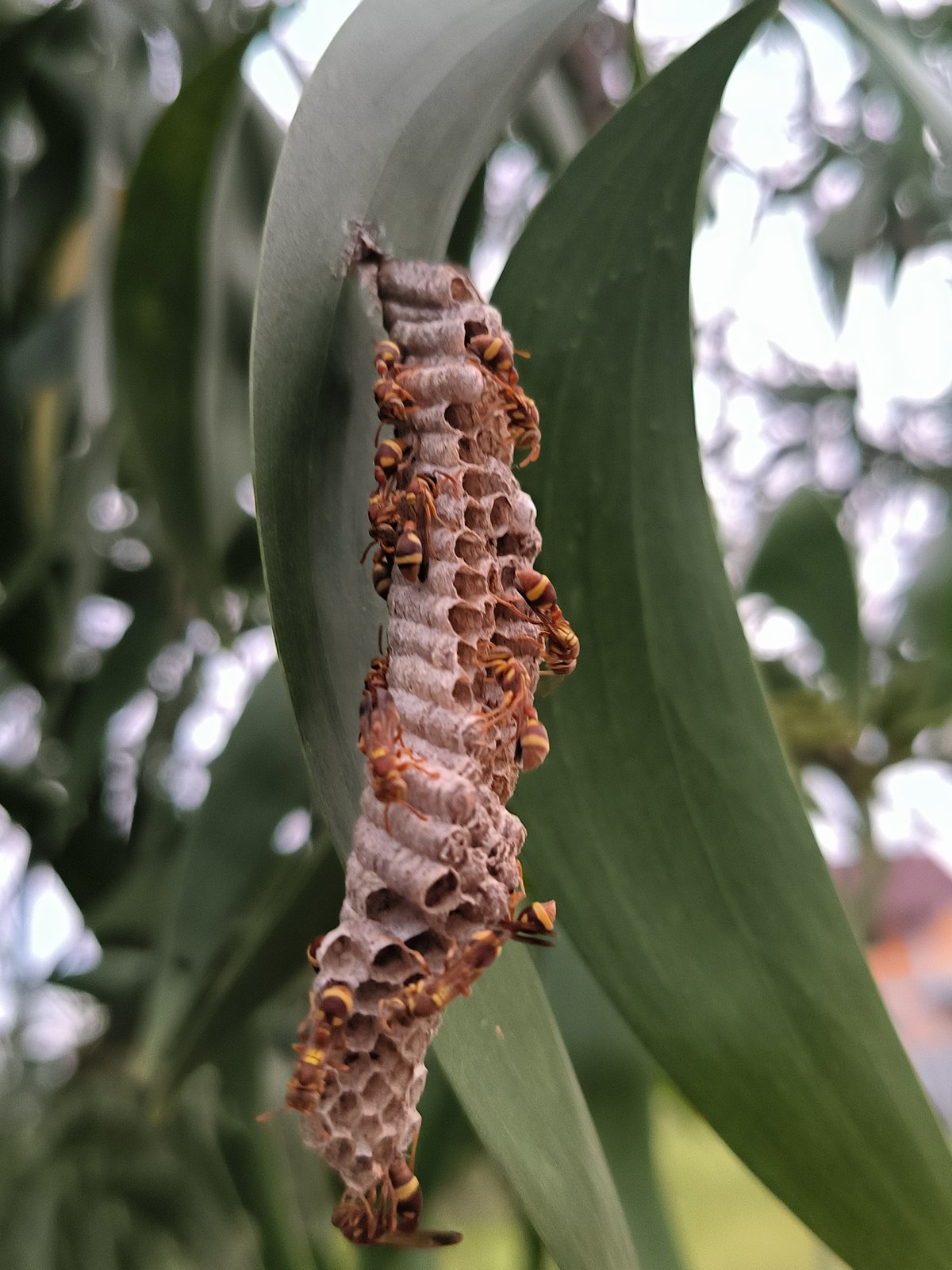 Nature observations documented across two hours in Lhokseumawe, Indonesia