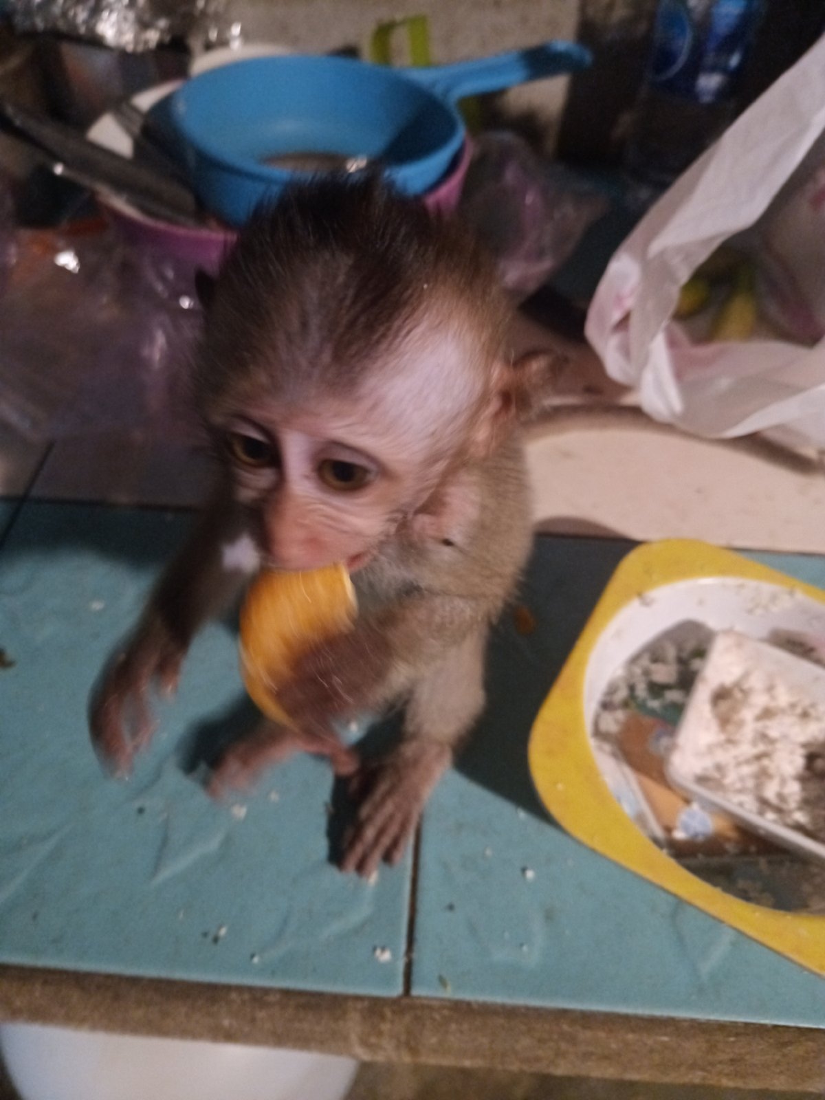 Monkey shares mealtime with cats in Thai village