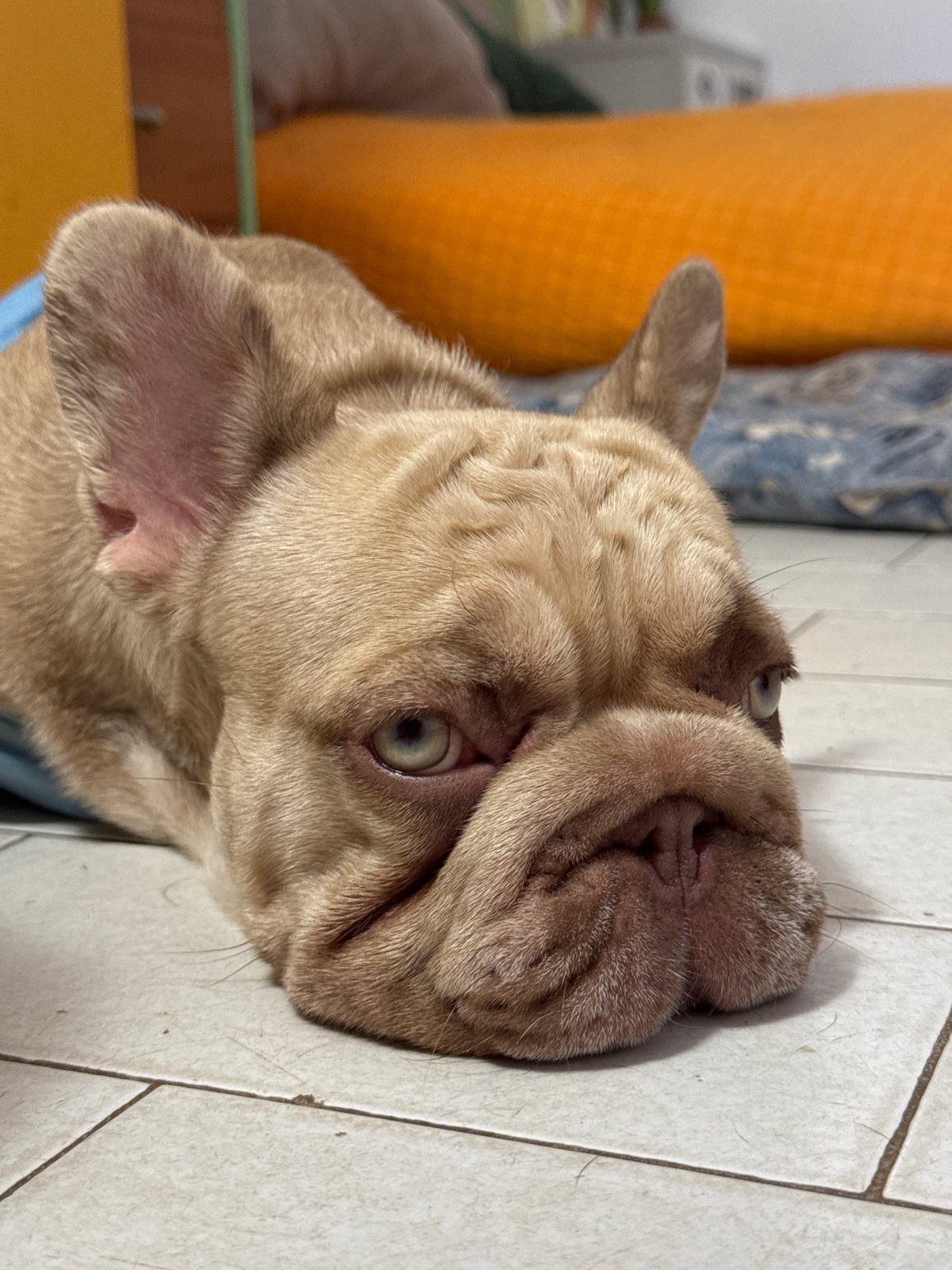French Bulldogs of various coats lounging indoors in San Benedetto