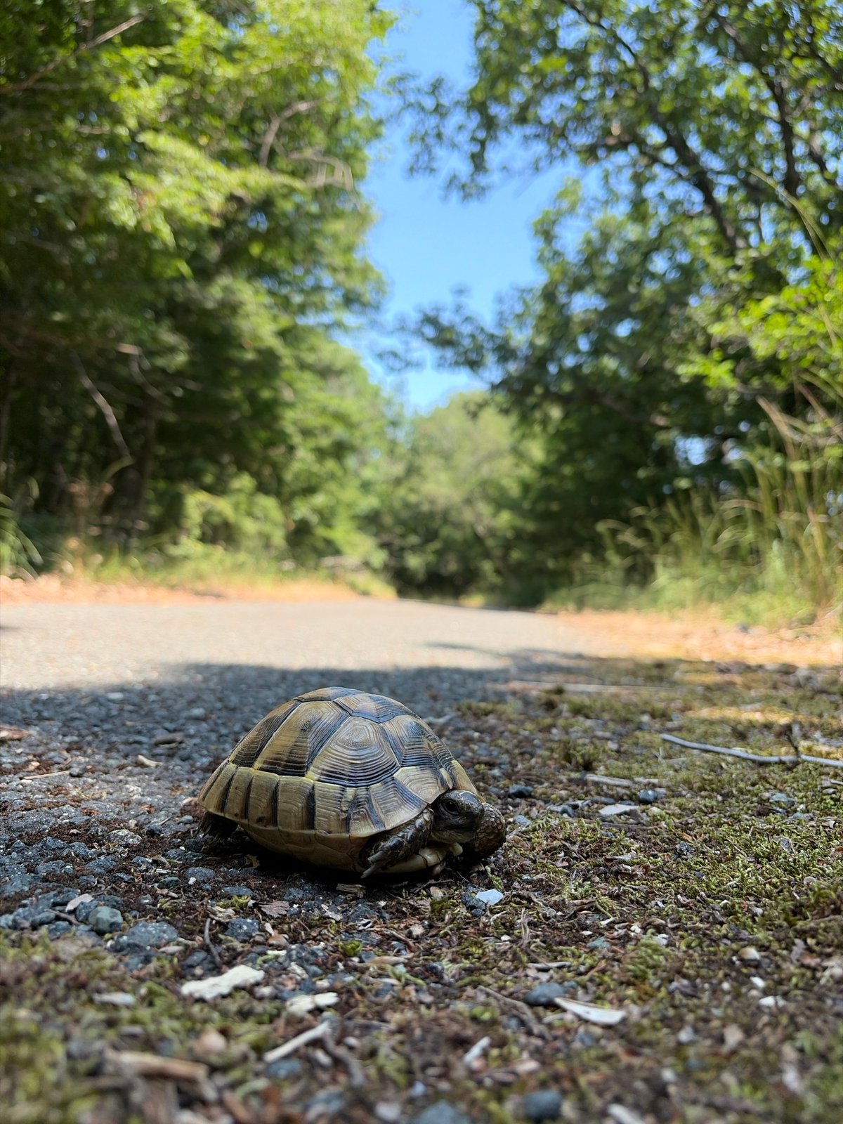 Tortoise on a gravel path in coastal Bulgaria