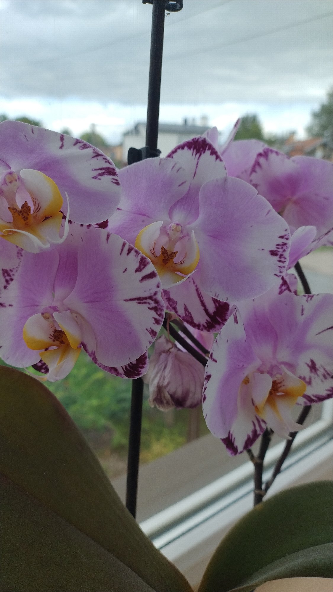 Spotted and pink orchids in bloom, indoors in Jelgava