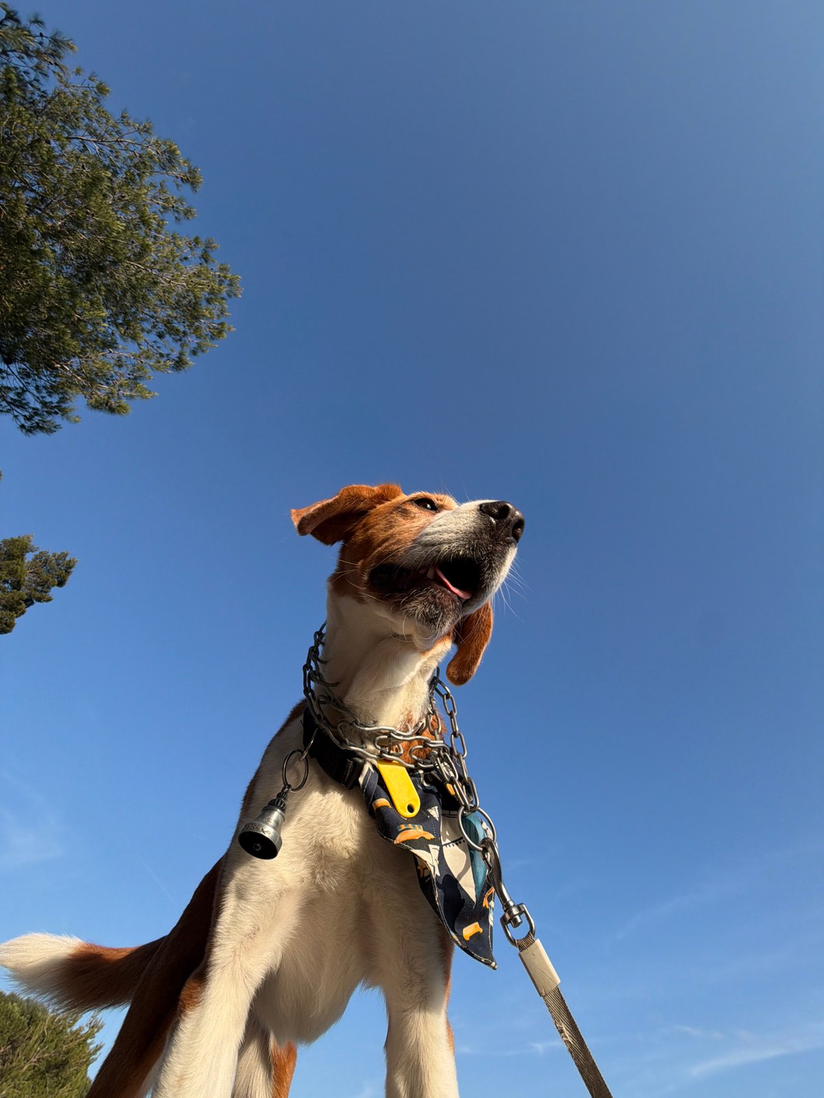 Leashed terrier mix spotted wearing bandana in Buljarica