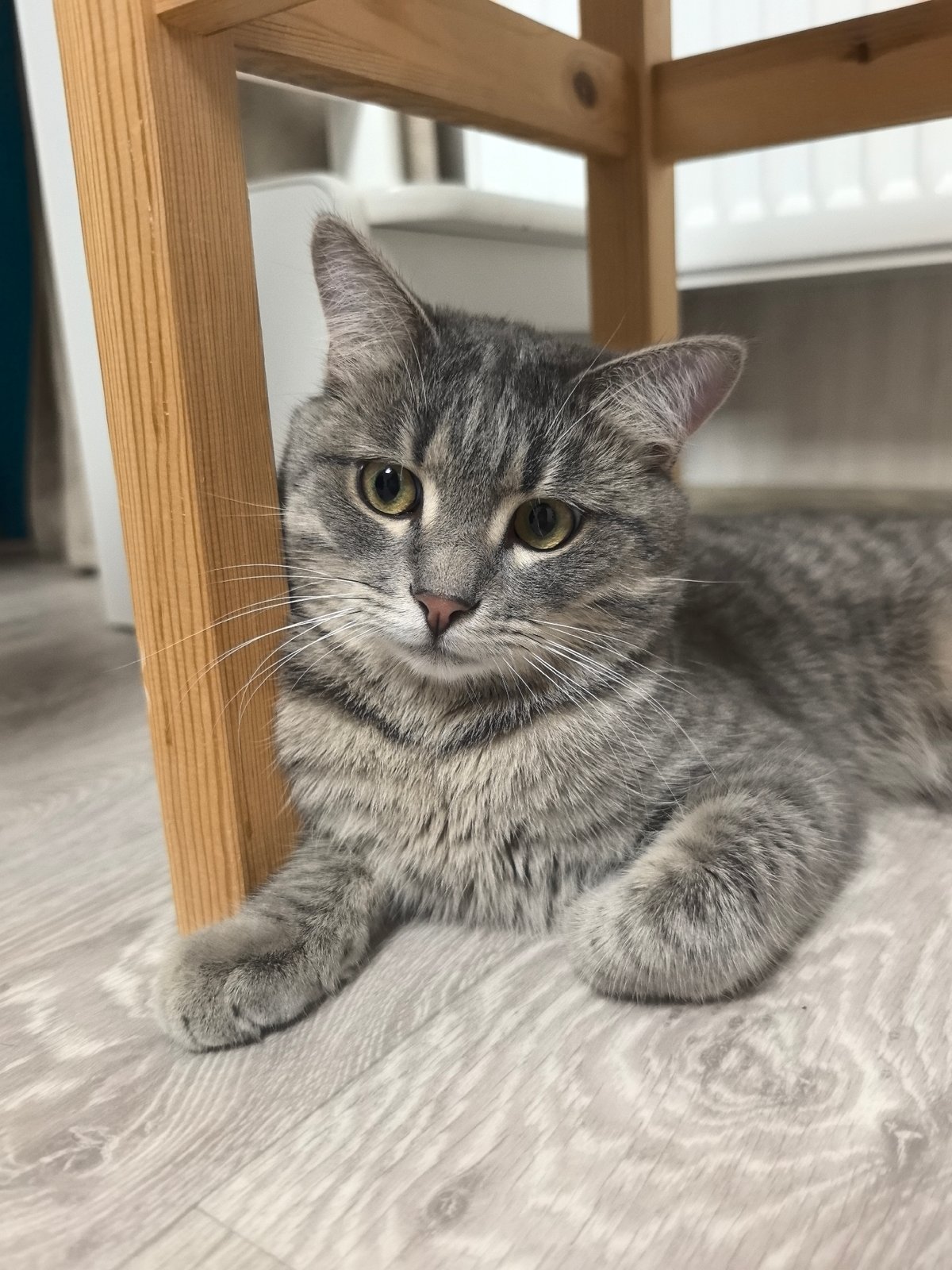 Gray tabby cat rests under wooden stool indoors