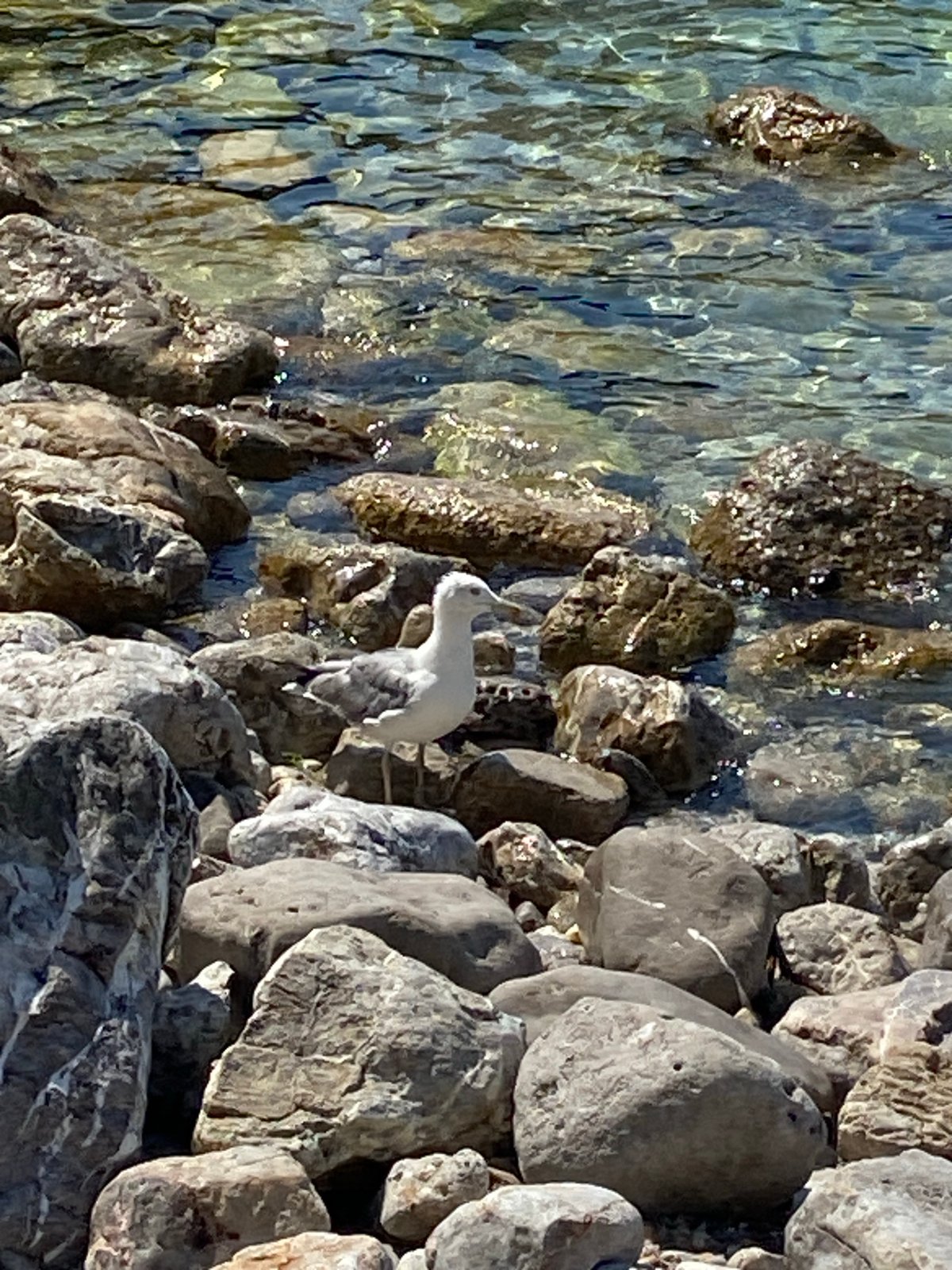 Seagull resting on rocky Montenegro shoreline