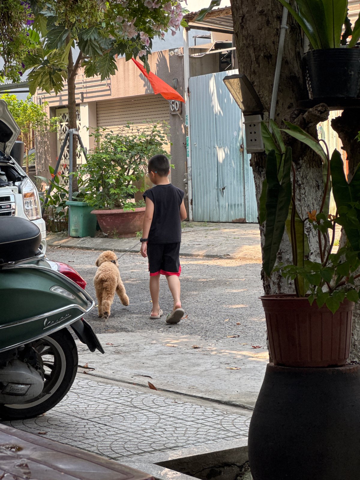 Gray cat spotted in multiple Đà Nẵng locations