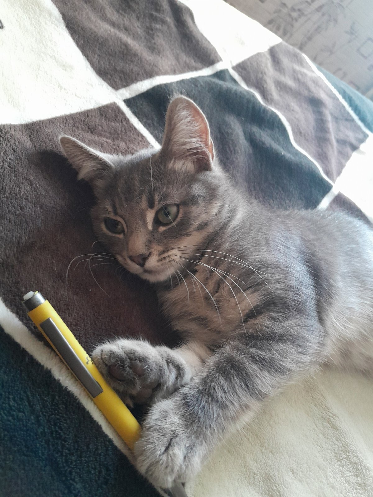 Gray tabby kitten, two moments, Kovalivka