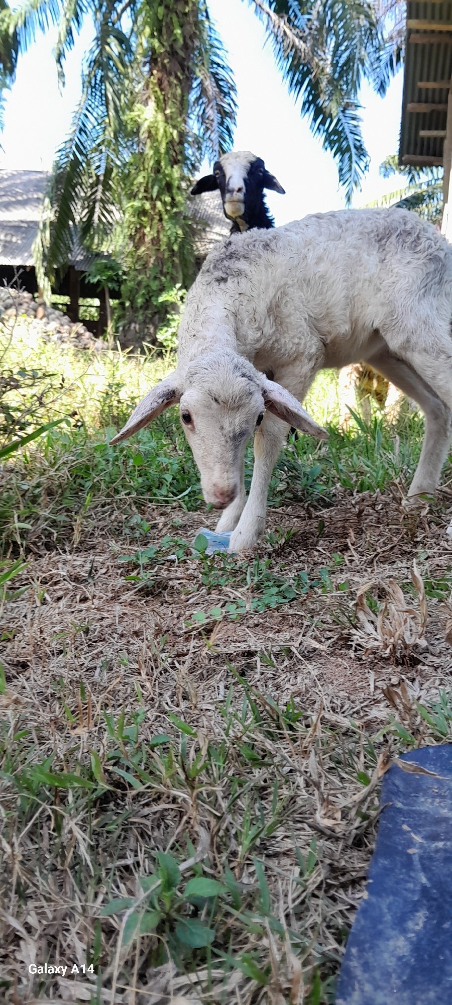 Sheep grazing in dry grassland near Tanjong, Indonesia