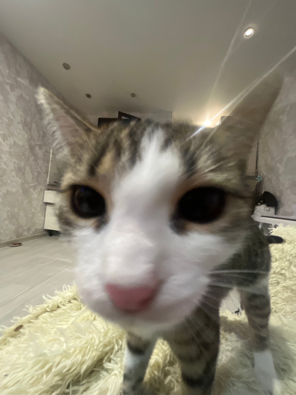 Cat photographed and petted on bed in Lopatino