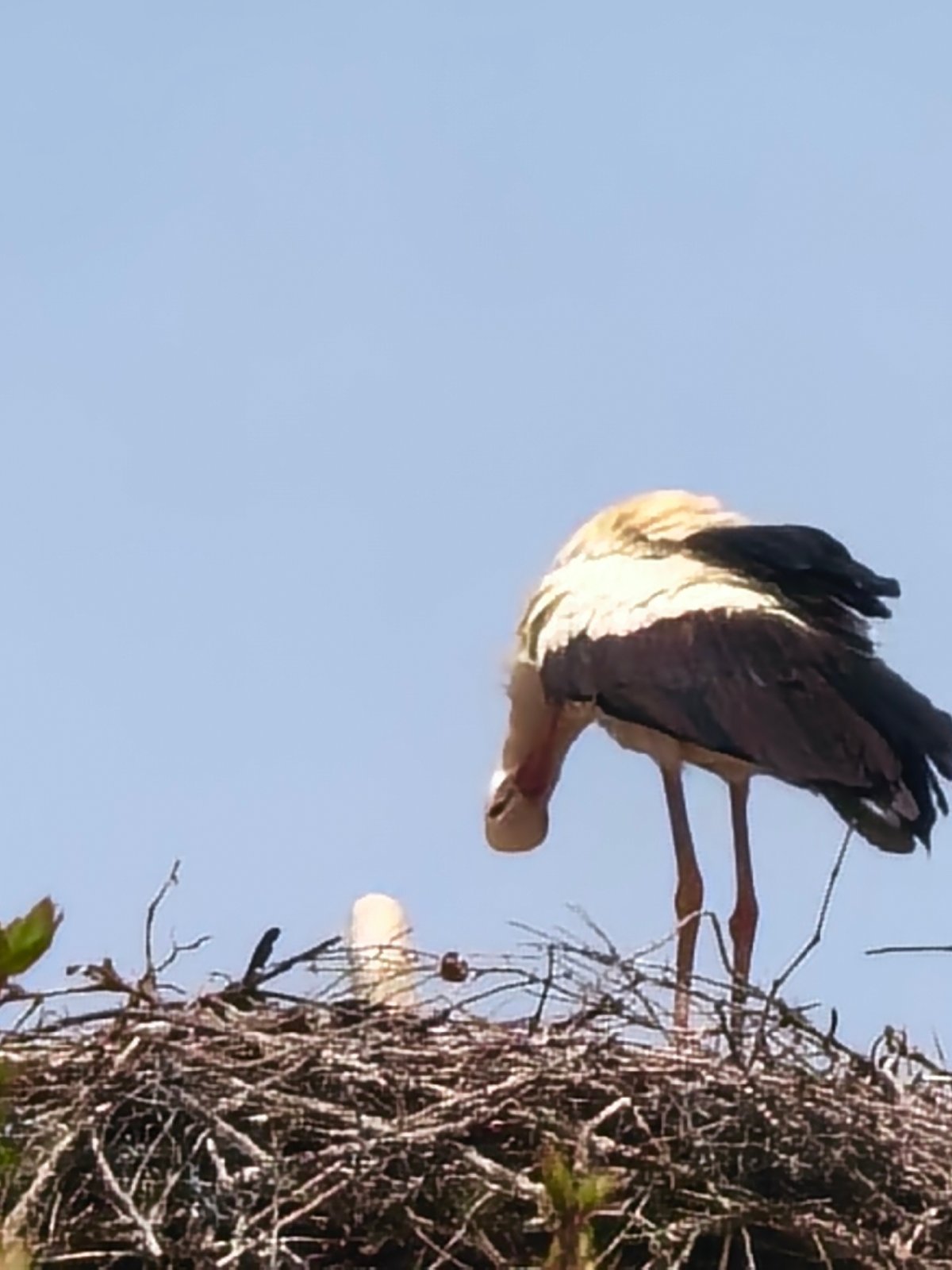 Spring wildlife and nature scenes documented across multiple locations
