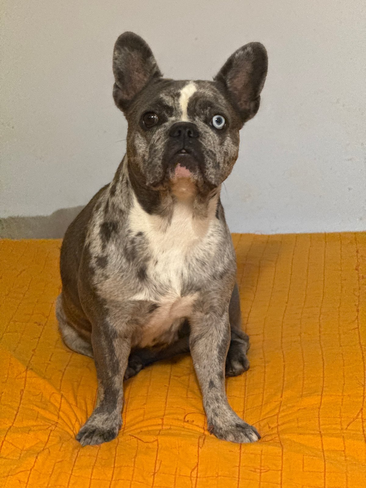 Pack of French Bulldogs, some with heterochromia, at home in Italy