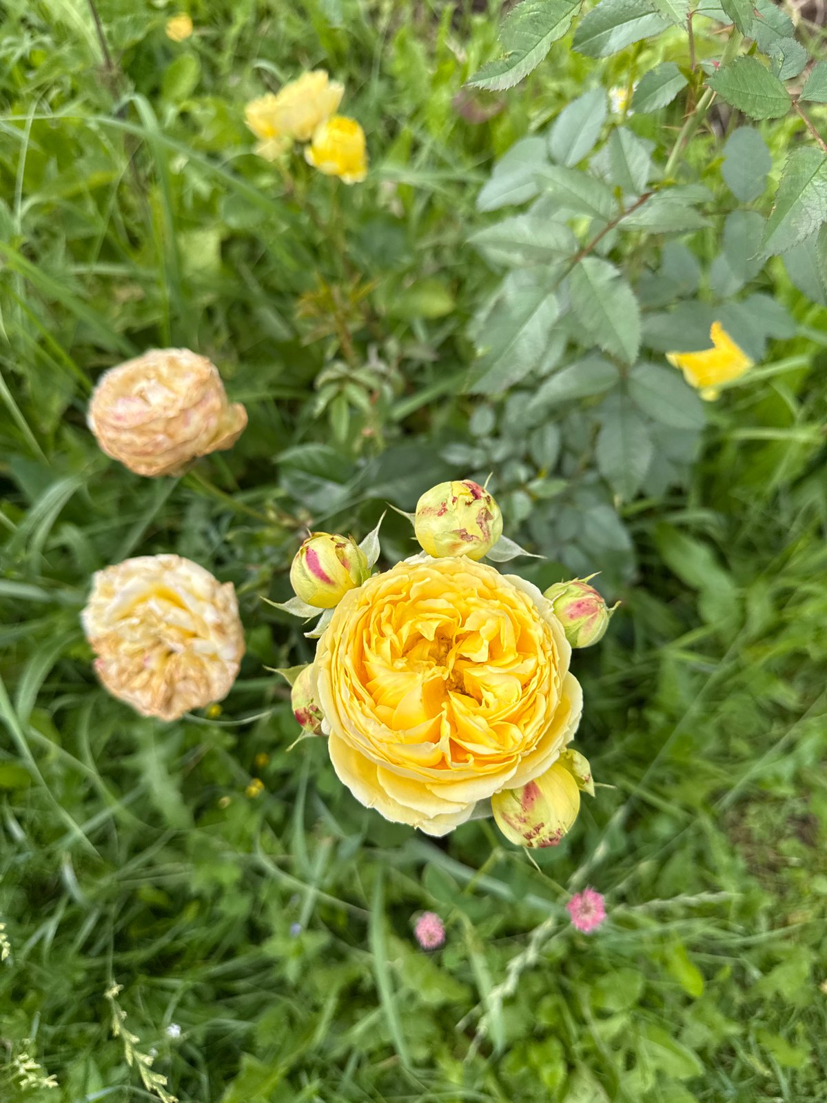 Garden flowers and forest floor in Mahilyow, midsummer morning