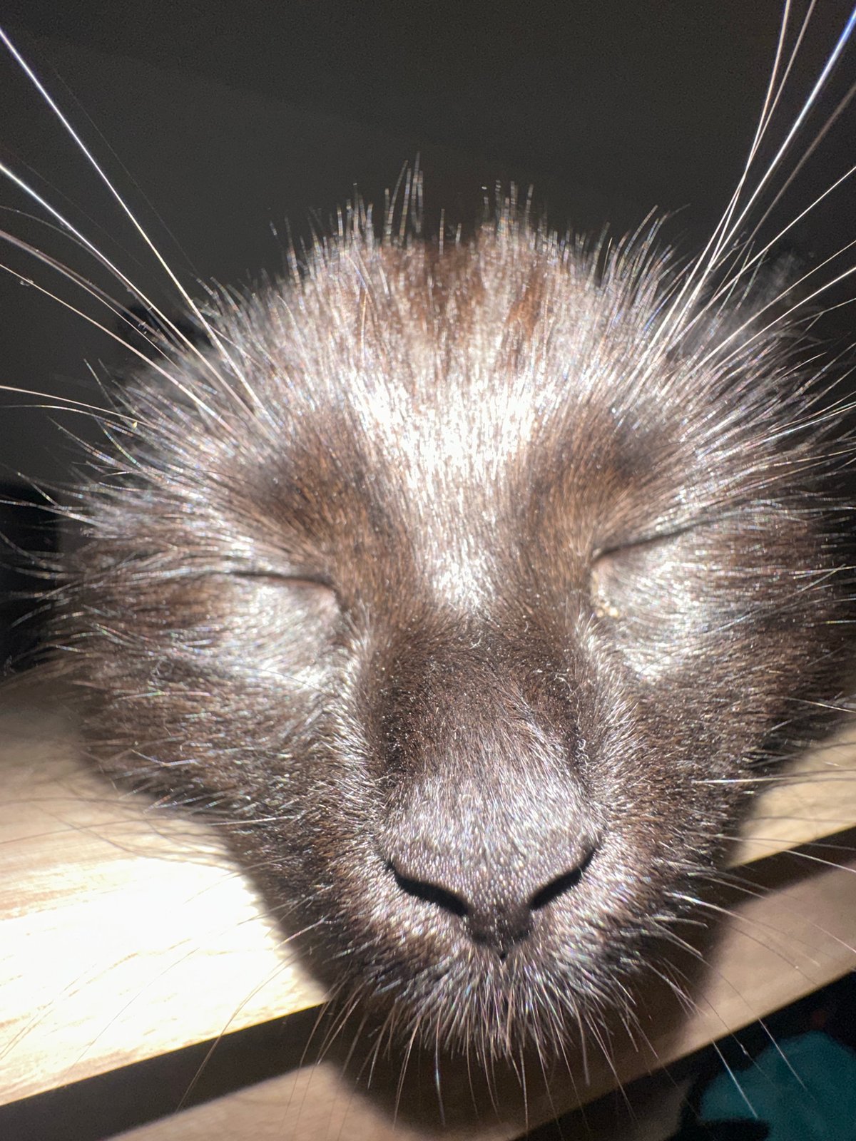 Black cat photographed resting indoors in Sofia apartment