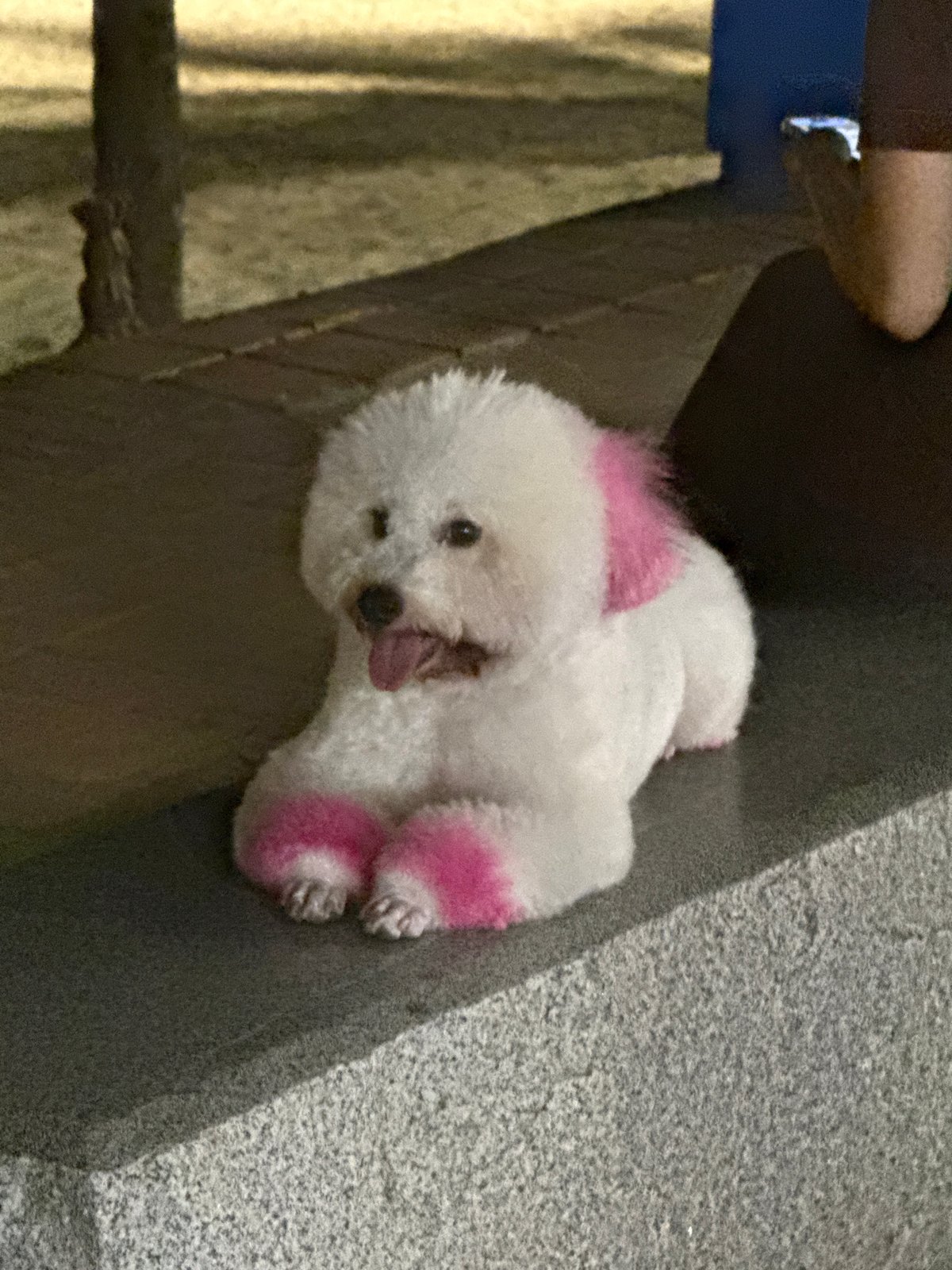 Pink-dyed Bichon Frise rests on concrete ledge in Vietnam
