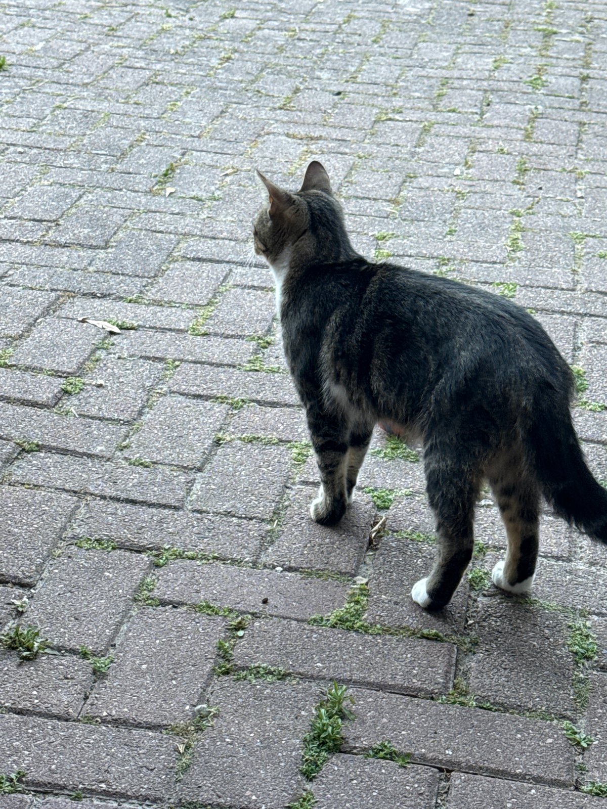 Street scenes captured in Petten: cats, child, anchor monument