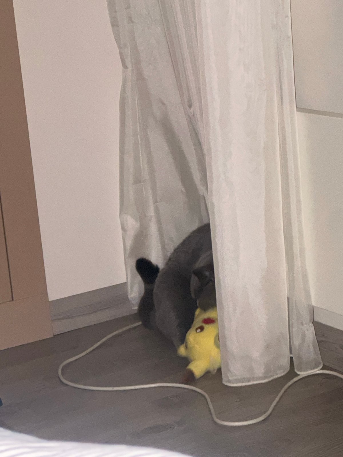 British Shorthair's lazy morning in a Ruse apartment