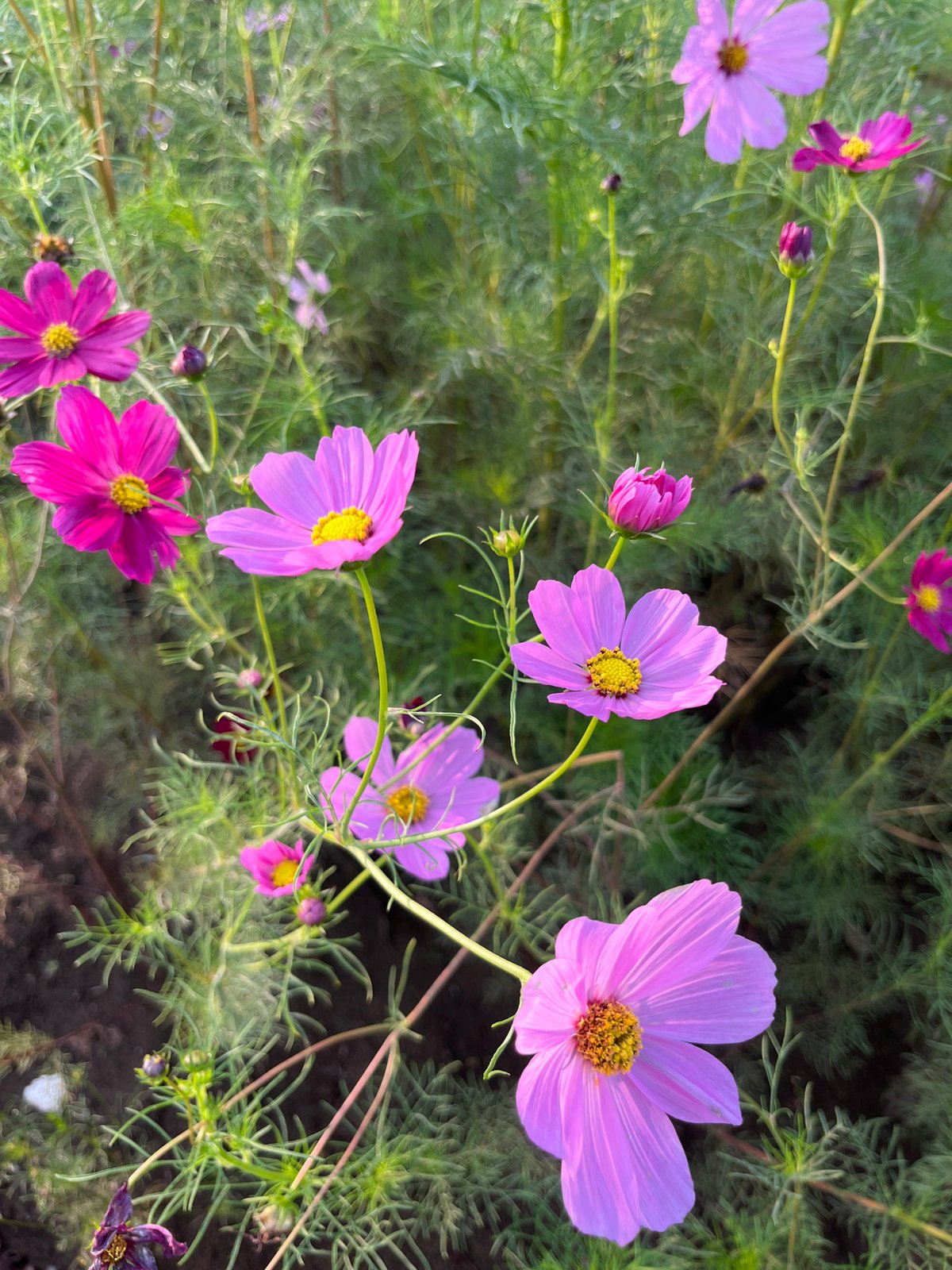 Cosmos fields and summer dusk in Sayama, Japan