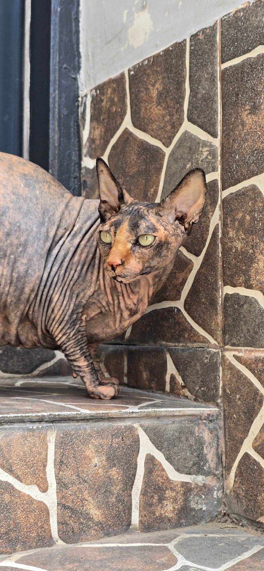Baku Sphynx cat, indoors and out, July morning