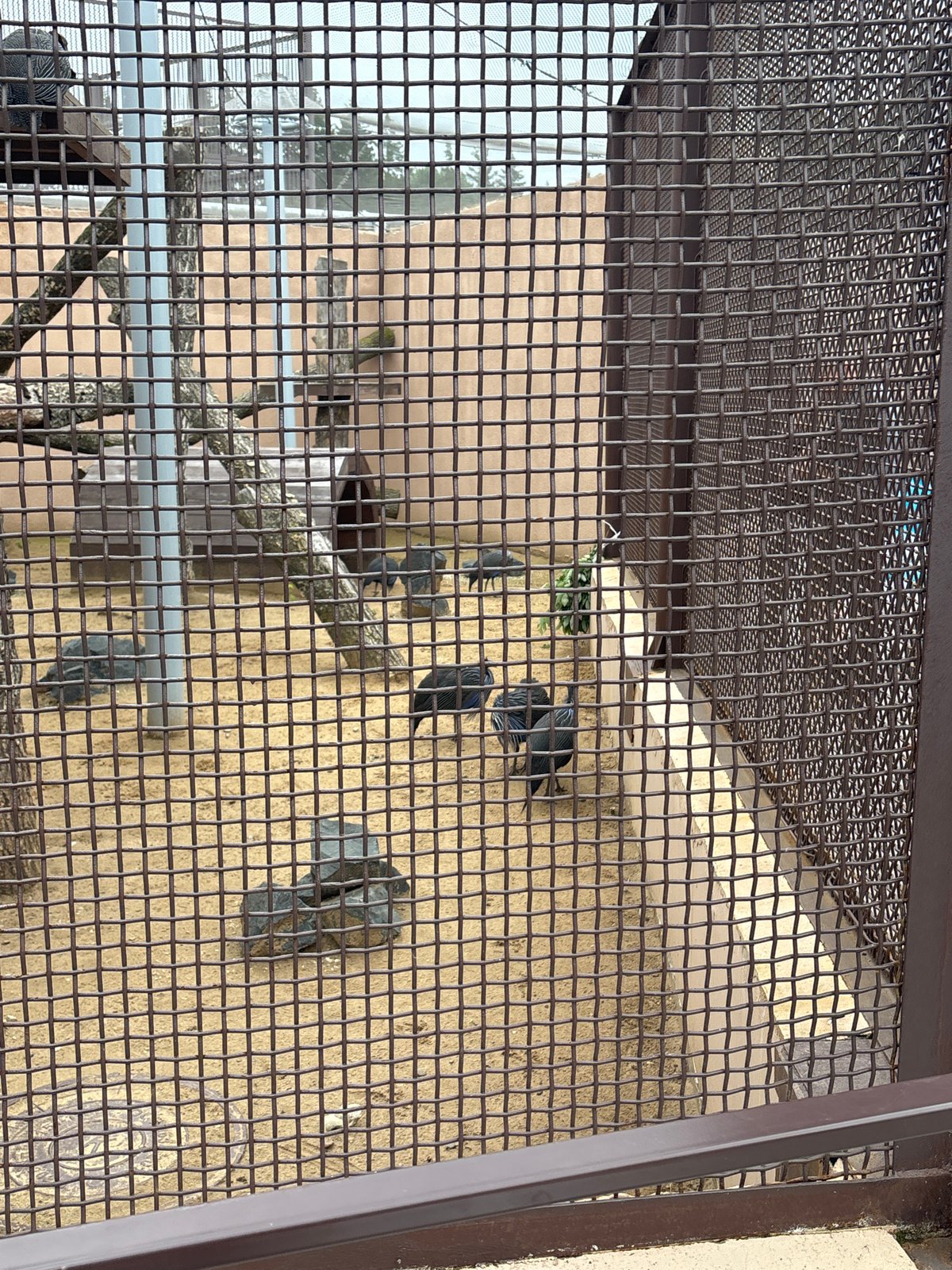Morning visit to Perm Zoo's bird and mammal enclosures