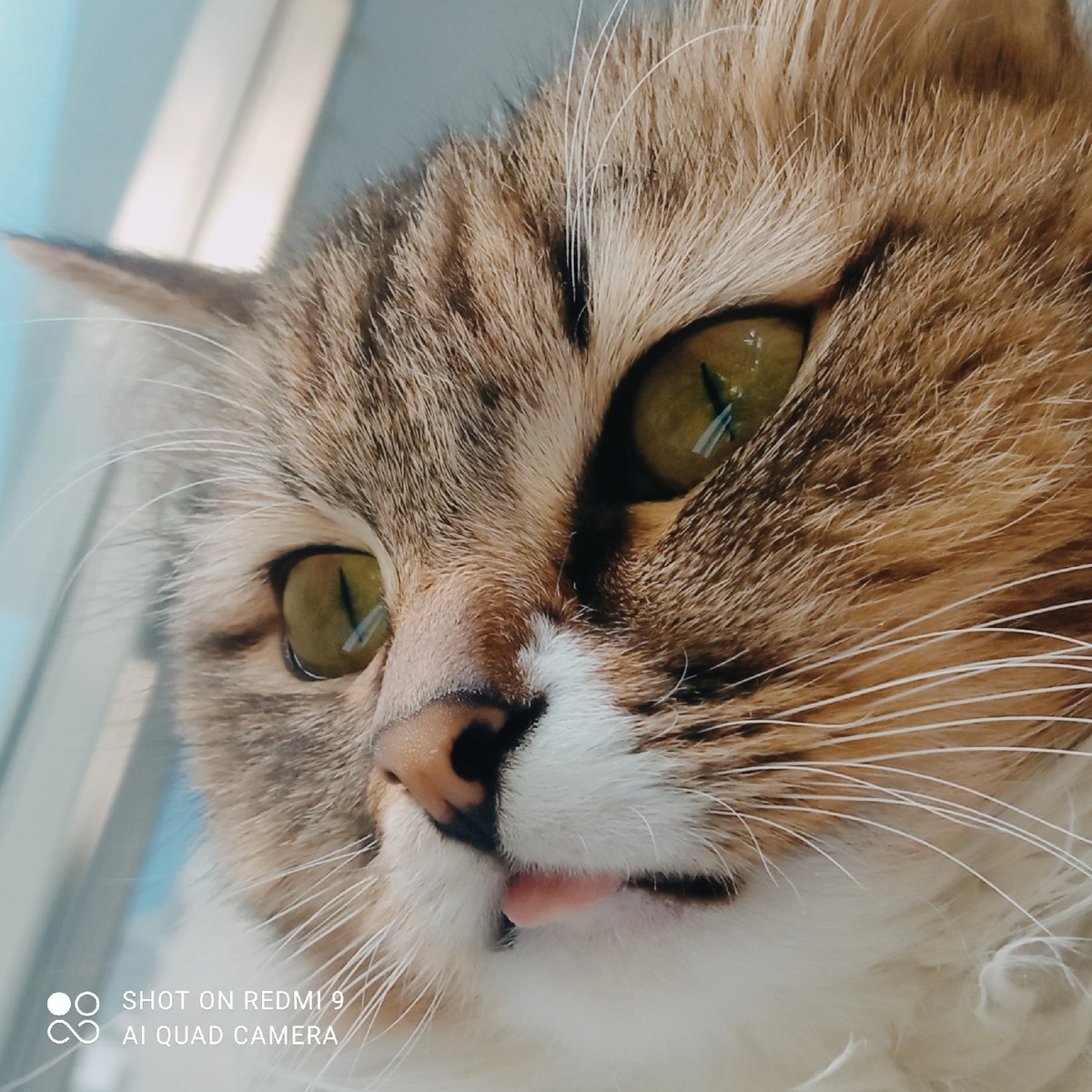 Cats and casual life documented in Chaikovsky, Russia