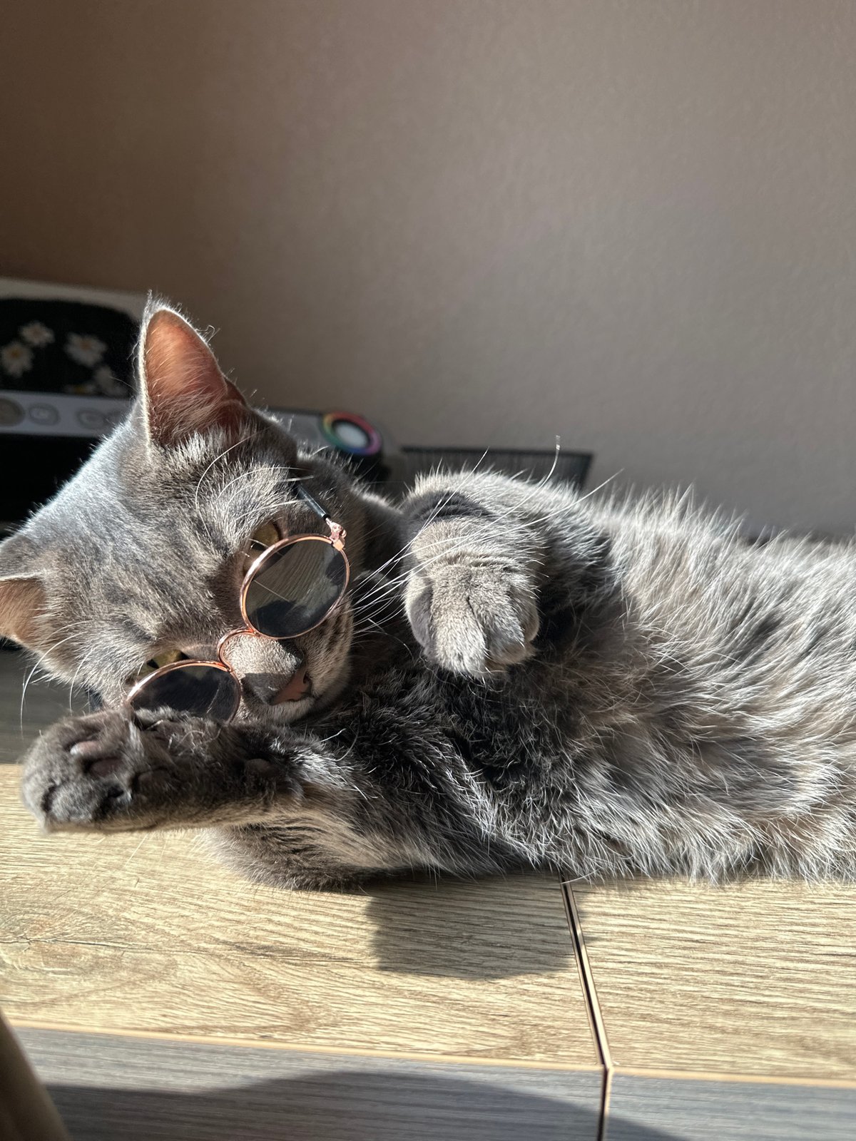 Cat spotted wearing sunglasses while relaxing in Krasnoyarsk