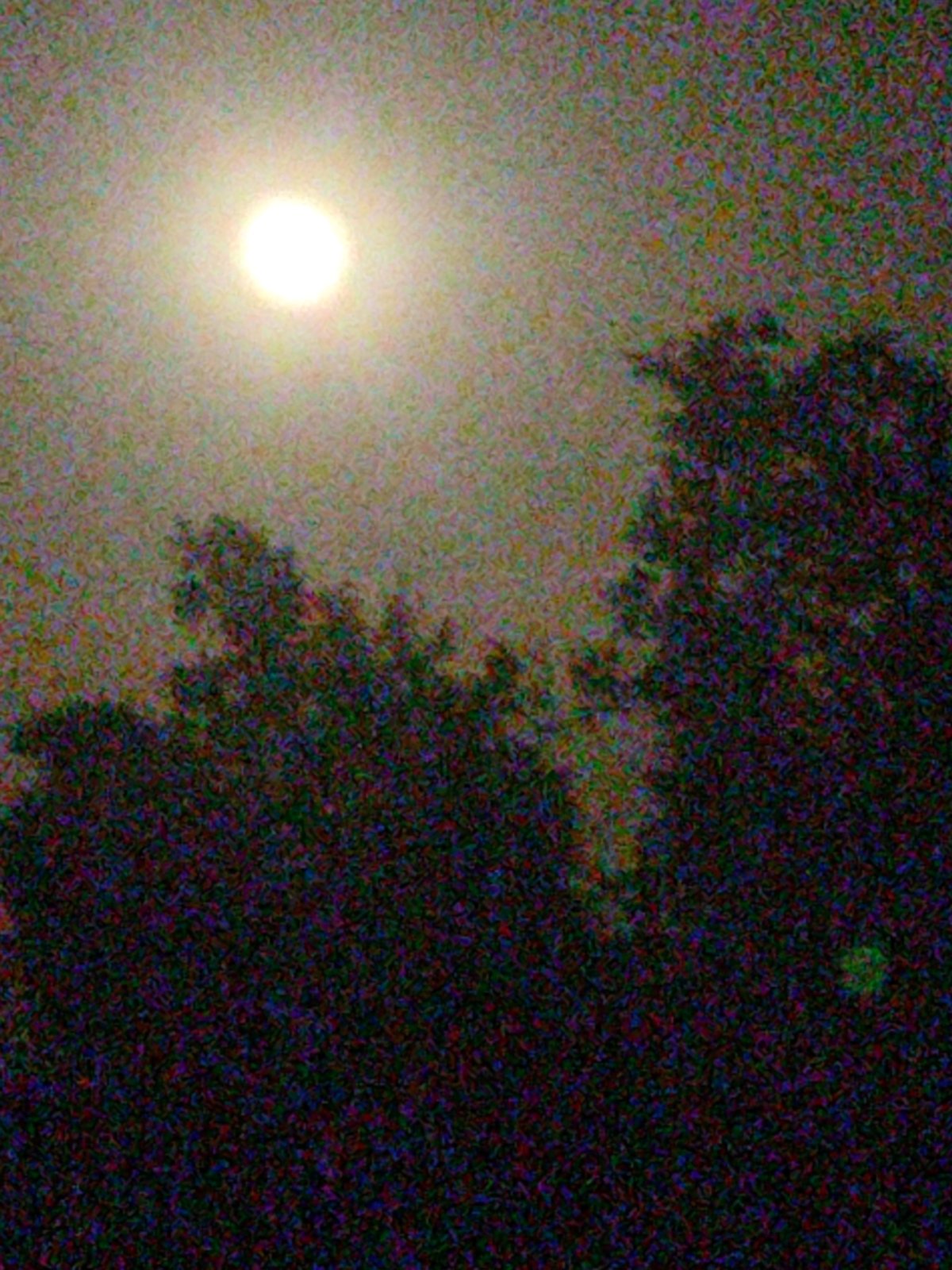 Full moon over Novosamarka, Ukraine, seen through trees