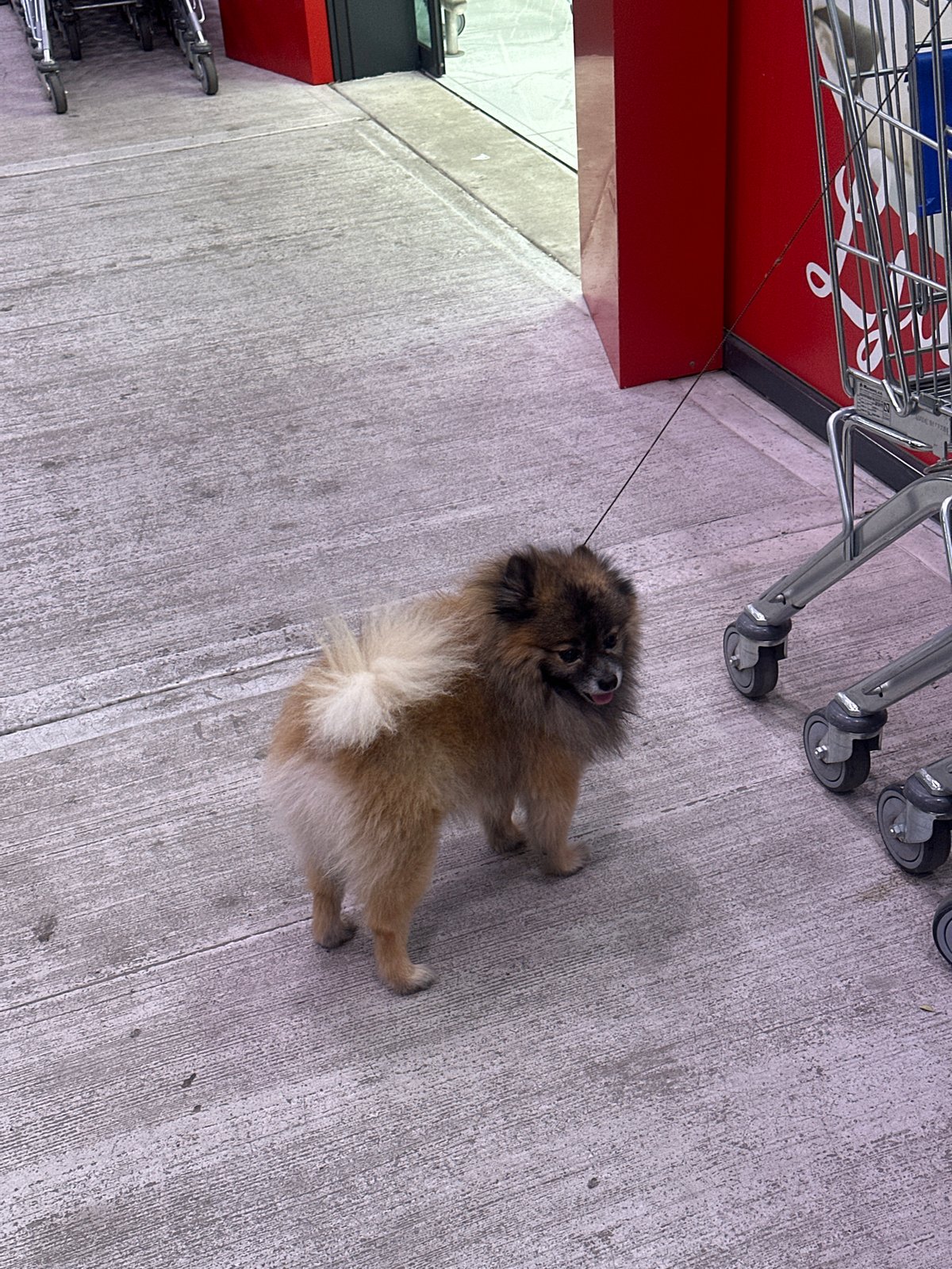 Woman documents evening shopping trip with dog in Montenegro