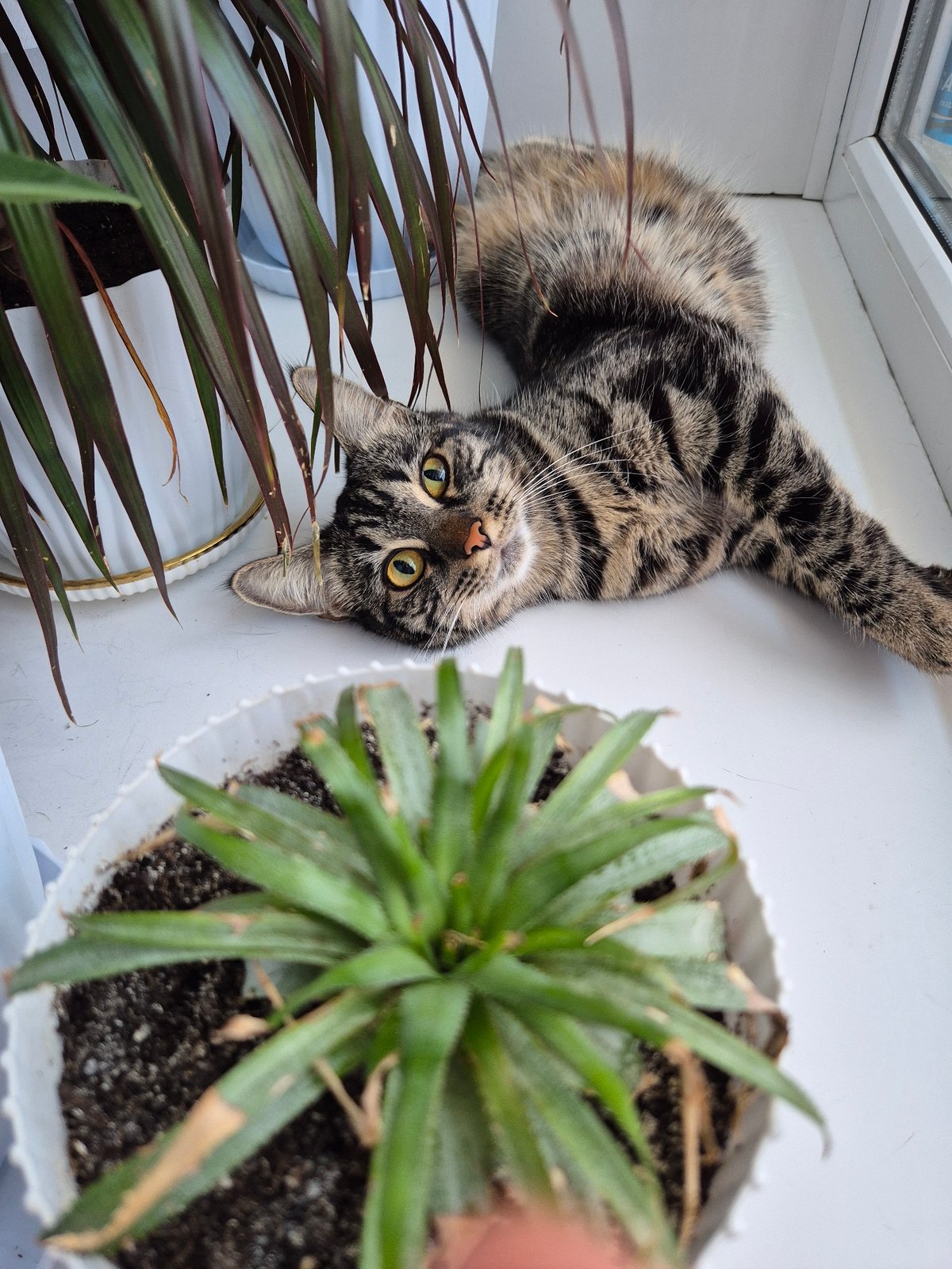 Everyday objects and a cat inside an Astana apartment
