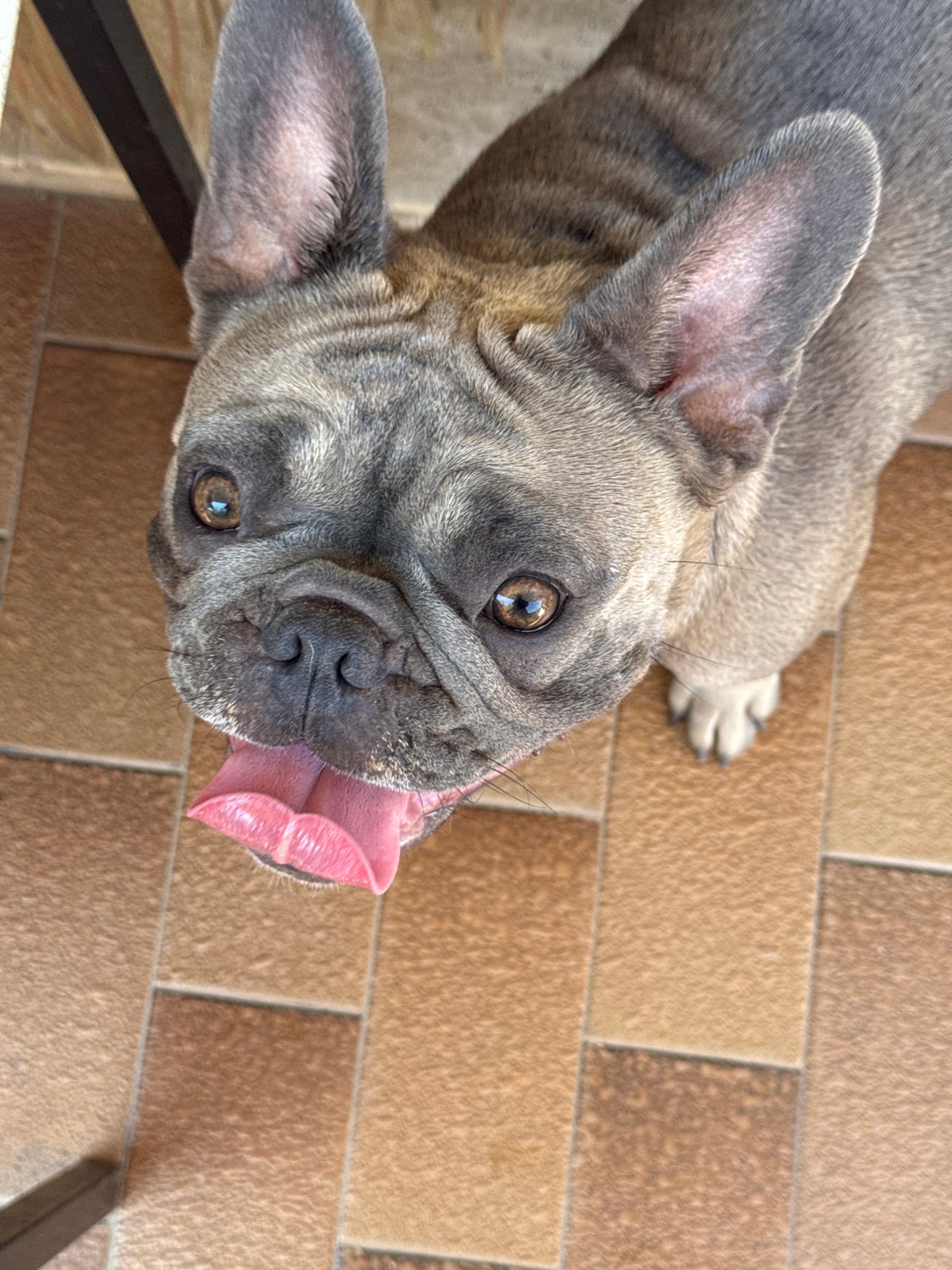 French Bulldogs hanging out on a sunny Italian patio