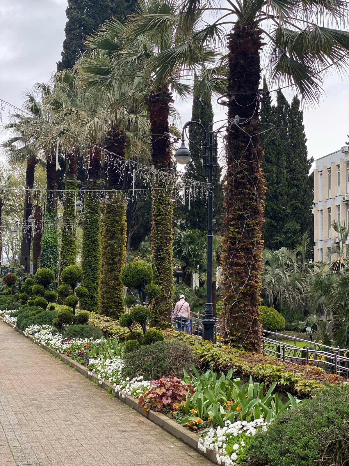 Skateboarder sings through palm-lined Sochi park on overcast morning