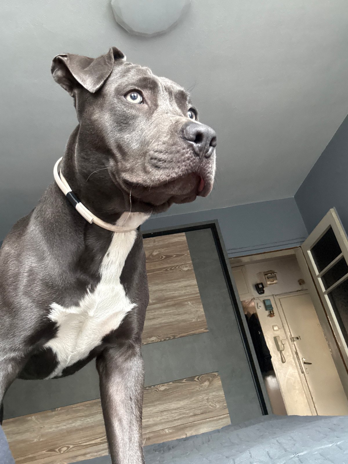 Blue Staffy with pale eyes photographed indoors in Varna